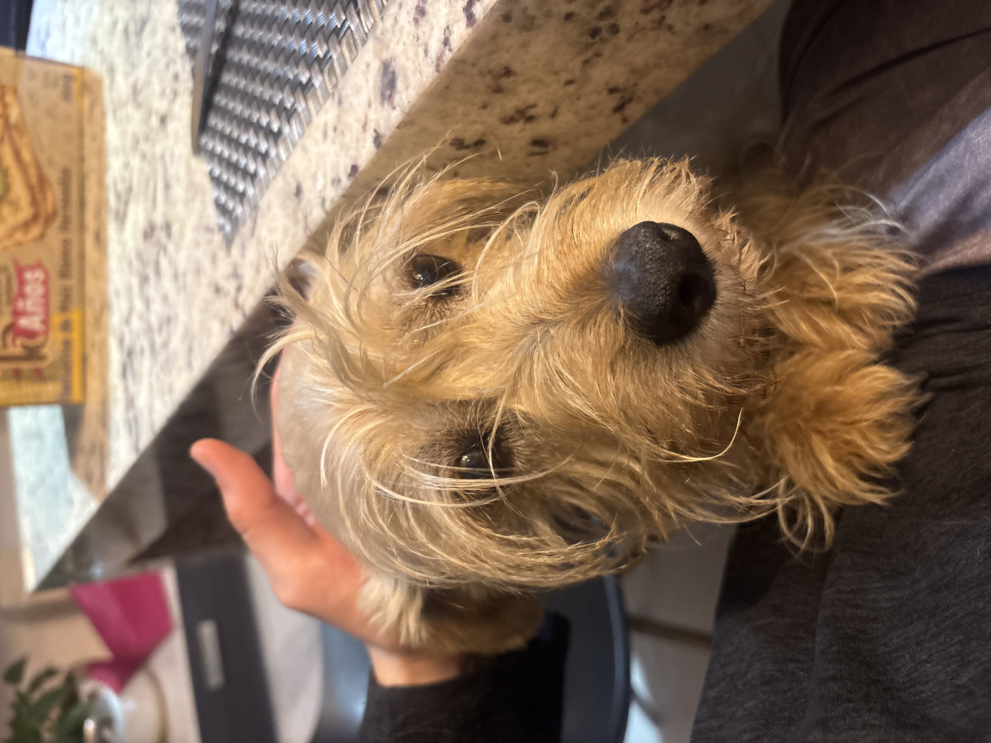 A tan, long-haired dog is lying on a person's lap. The dog is facing the camera with its face close to the lens. The person's hand is on the dog's head. In the background is a kitchen counter with a box on it and some kitchen utensils. The location is unknown.