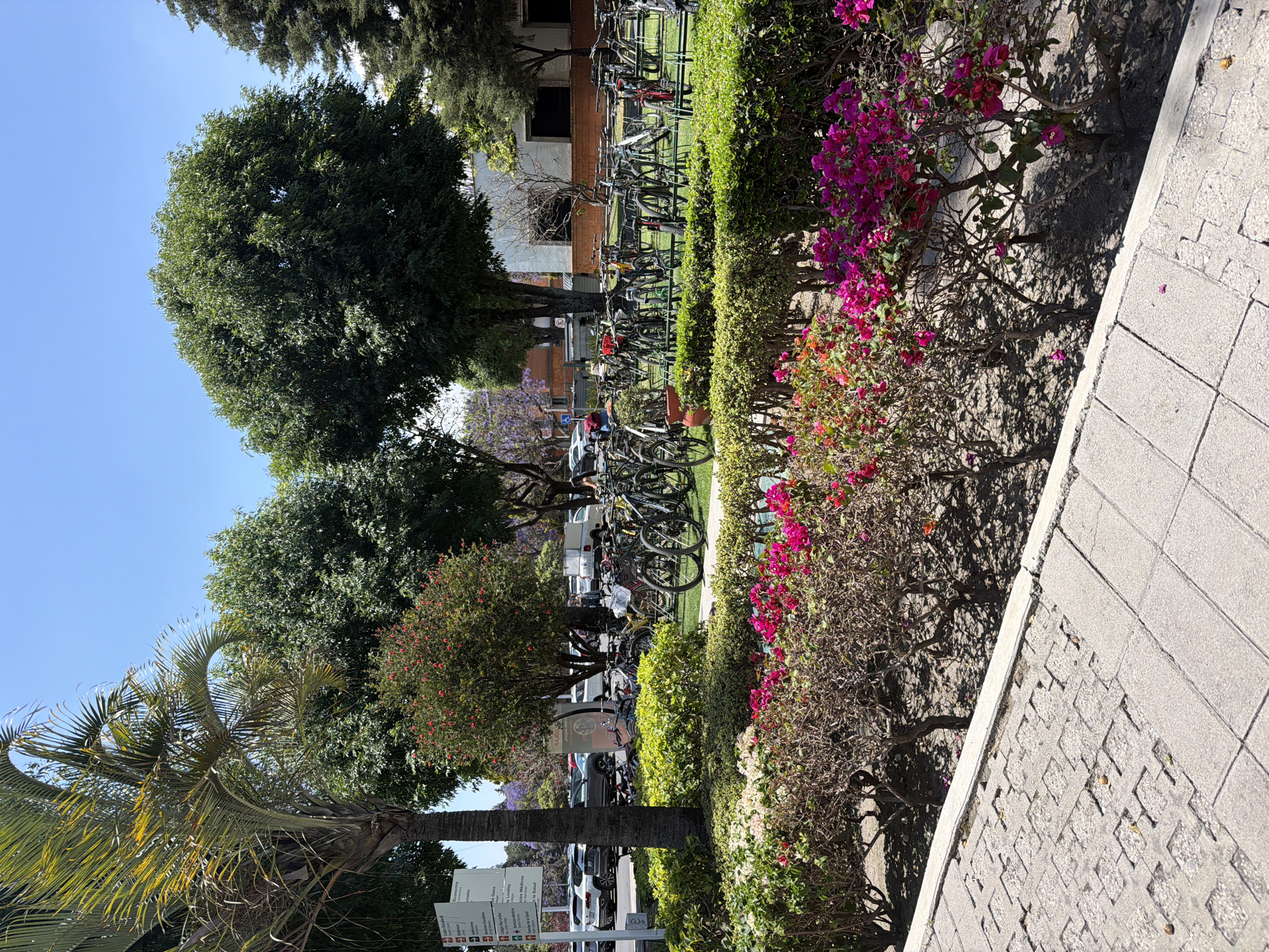 The image shows an outdoor scene. A bike rack full of bicycles sits beyond a low hedge. Pink and orange flowers are planted near the hedge. A palm tree and other leafy trees are visible in the background under a blue sky. There are signs near the palm tree. The location is somewhere in the city of Unknown, Unknown.