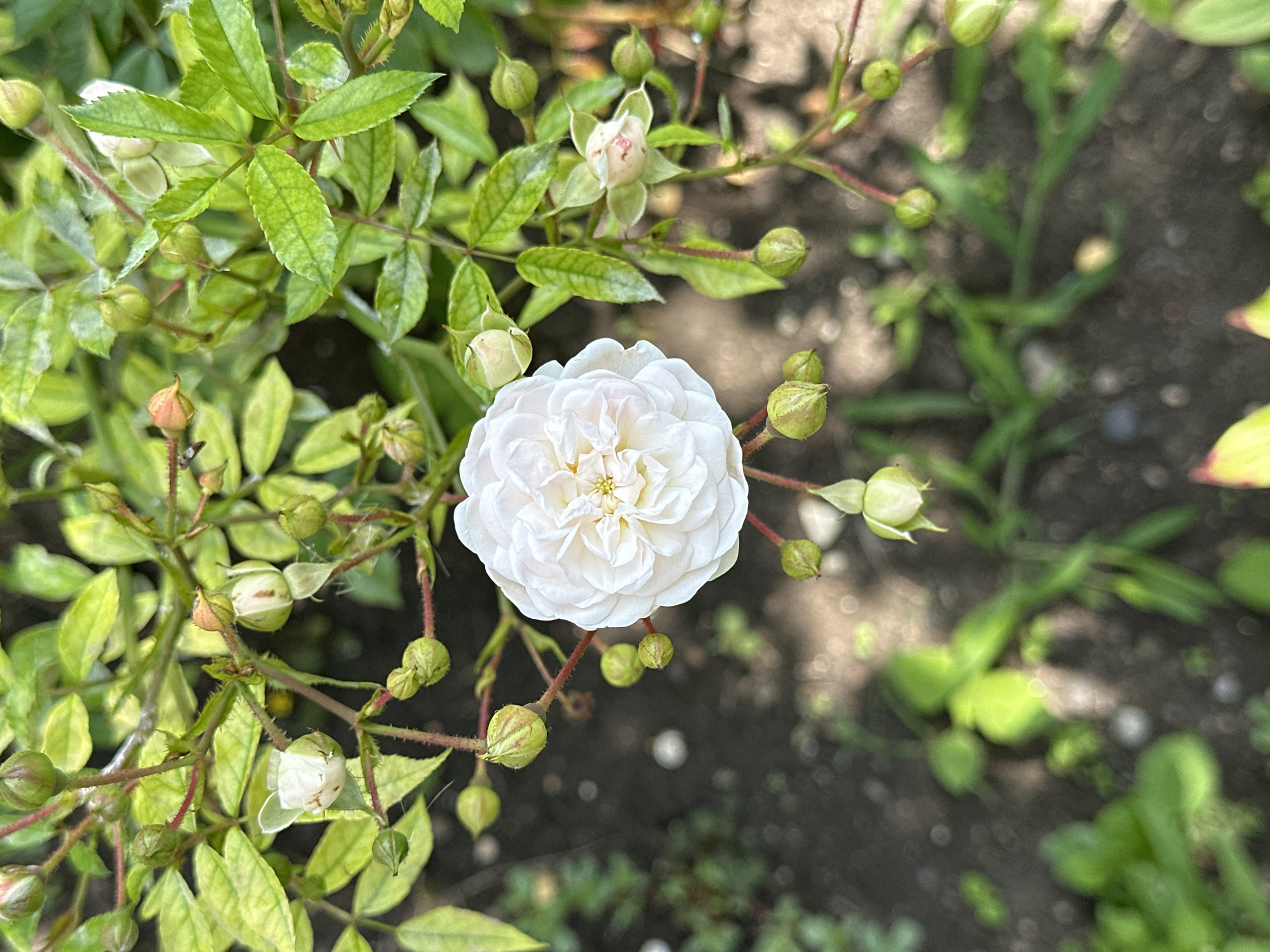 The image is a close-up, top-down shot of a white rose bloom and its surrounding foliage. The rose is fully open, revealing tightly packed petals in various shades of white and pale pink. Numerous green rosebuds are scattered around the bloom, some partially open, showing hints of white or pink. The leaves are a vibrant green, with some showing lighter green or yellowish variegation. The stems are thin and reddish. The background consists of dark soil with blurred green vegetation and out-of-focus circular bokeh lights, suggesting an outdoor, possibly garden setting. The image does not contain any people or elements that would indicate a specific location within Yessentuki, Russia.