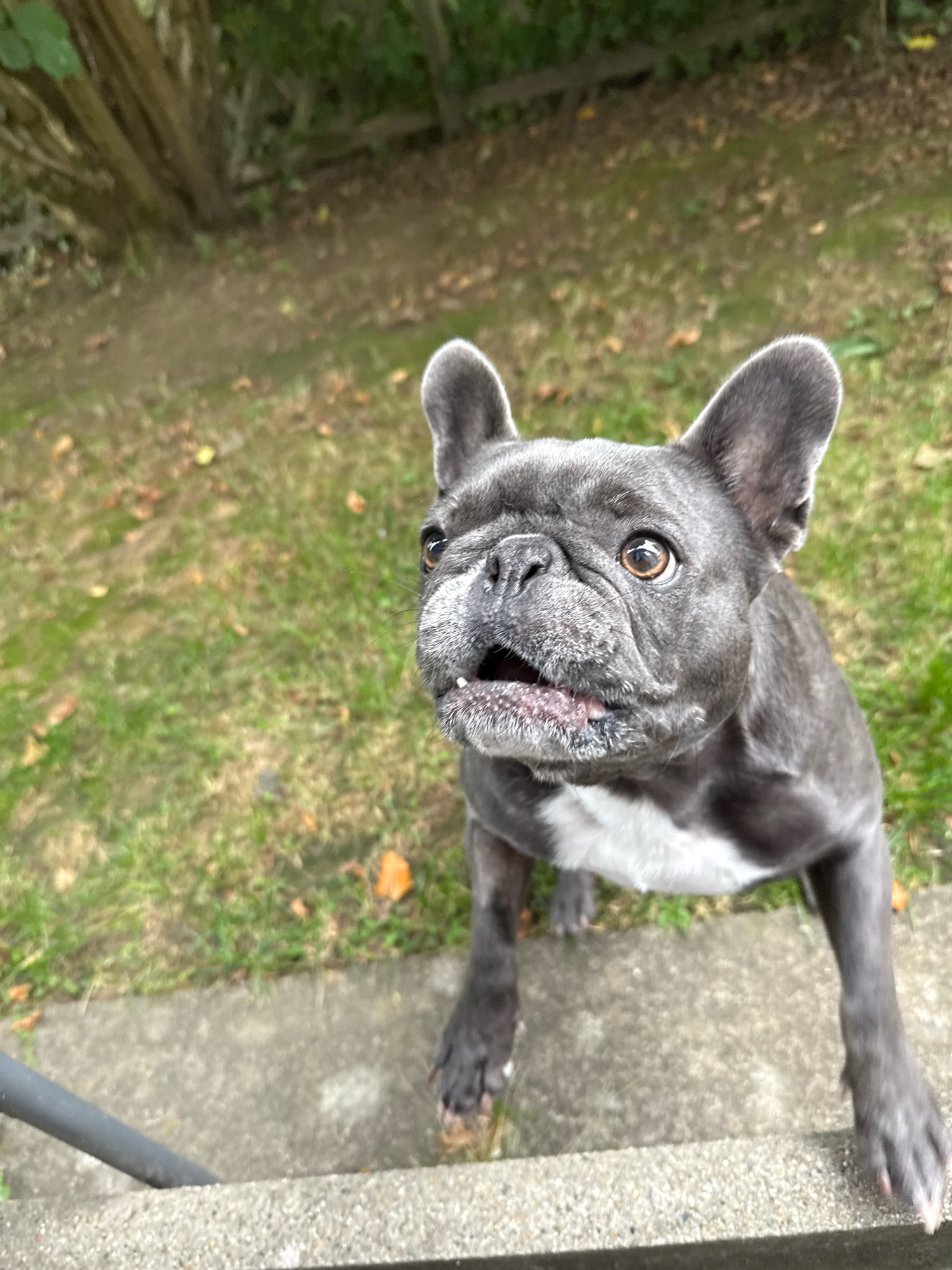 A medium shot captures a French Bulldog with grey fur and a white chest. The dog is positioned in the foreground, looking upwards with its mouth slightly open. Its ears are erect, and its eyes are a warm brown. The dog is standing on a grey concrete step, with its front paws visible. Behind the dog, a patch of green grass with scattered fallen leaves forms the background. Further back, trees with green foliage suggest an outdoor, possibly wooded, setting. The overall impression is of a playful or expectant dog outdoors. The image does not provide specific visual cues to definitively place the location in Bad Sachsa, Germany.