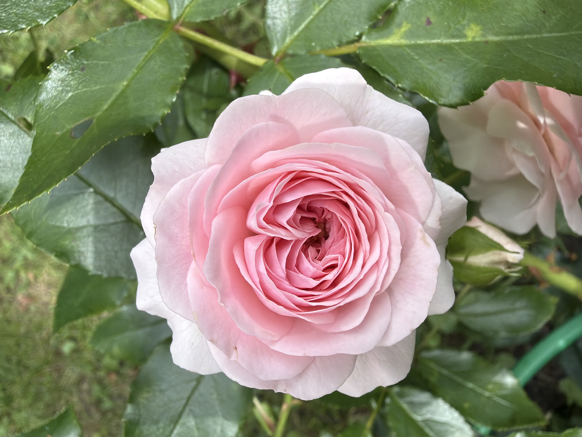 A close-up, overhead shot shows a single pink rose in bloom. The rose is in the center of the frame, with its delicate petals unfurling in a spiral pattern. The outer petals are a pale pink, fading to white at the edges, while the inner petals are a deeper, more vibrant shade of pink. Surrounding the rose are lush green leaves, some of which are slightly out of focus, suggesting a shallow depth of field. The background is softly blurred, with hints of darker green foliage and a muted green garden hose visible at the bottom left of the image. The lighting is soft and natural, highlighting the texture and form of the rose.