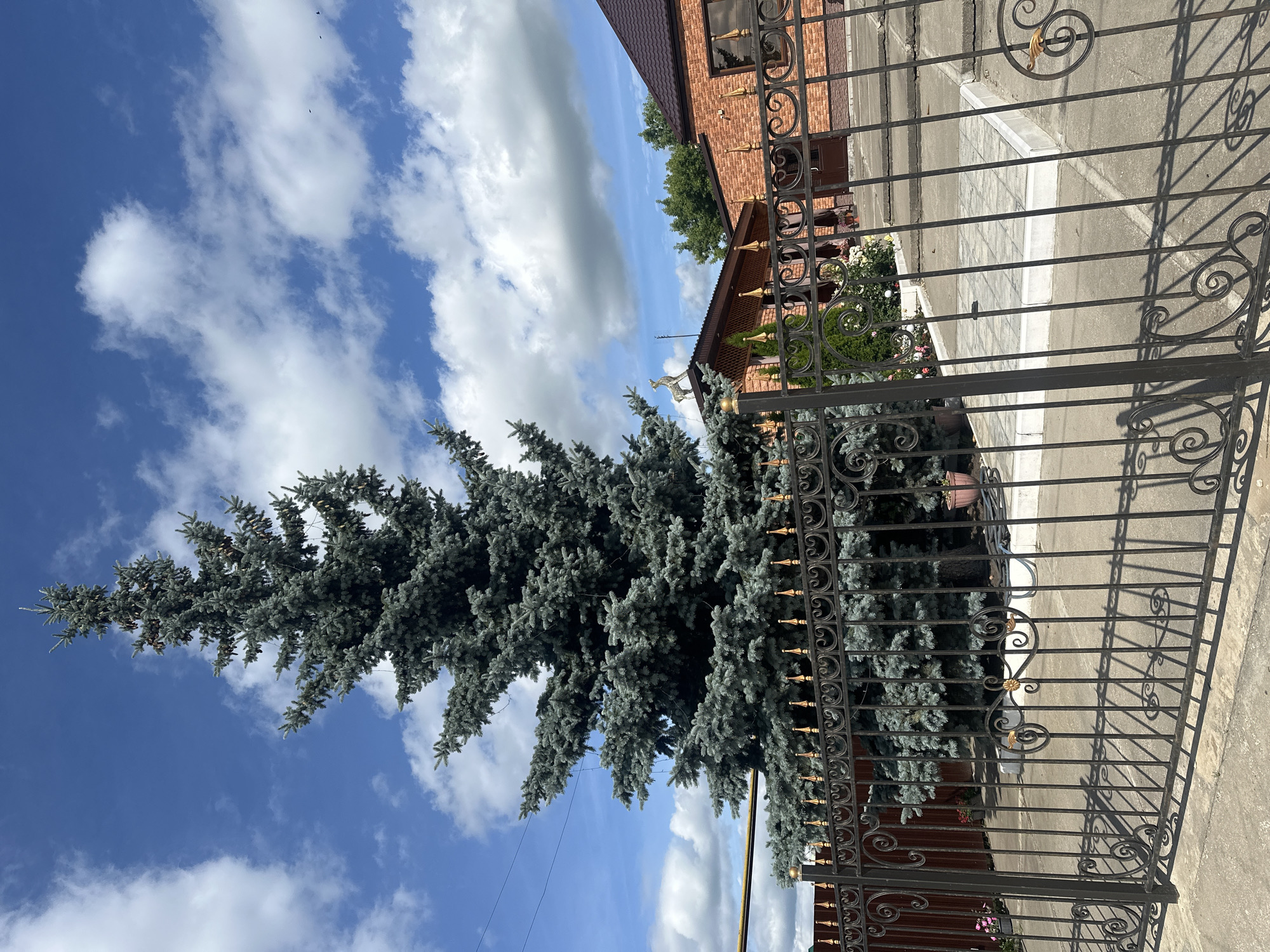 The image depicts an outdoor scene featuring a large, blue spruce tree prominently positioned in the foreground, partially obscuring a dark metal fence with decorative gold accents. Behind the fence, a brick building with a brown roof is visible, and a paved pathway leads up to its entrance. The sky is blue with scattered white clouds, and the overall lighting suggests a daytime setting. The scene is located in the city of Arkadak, Russia.
