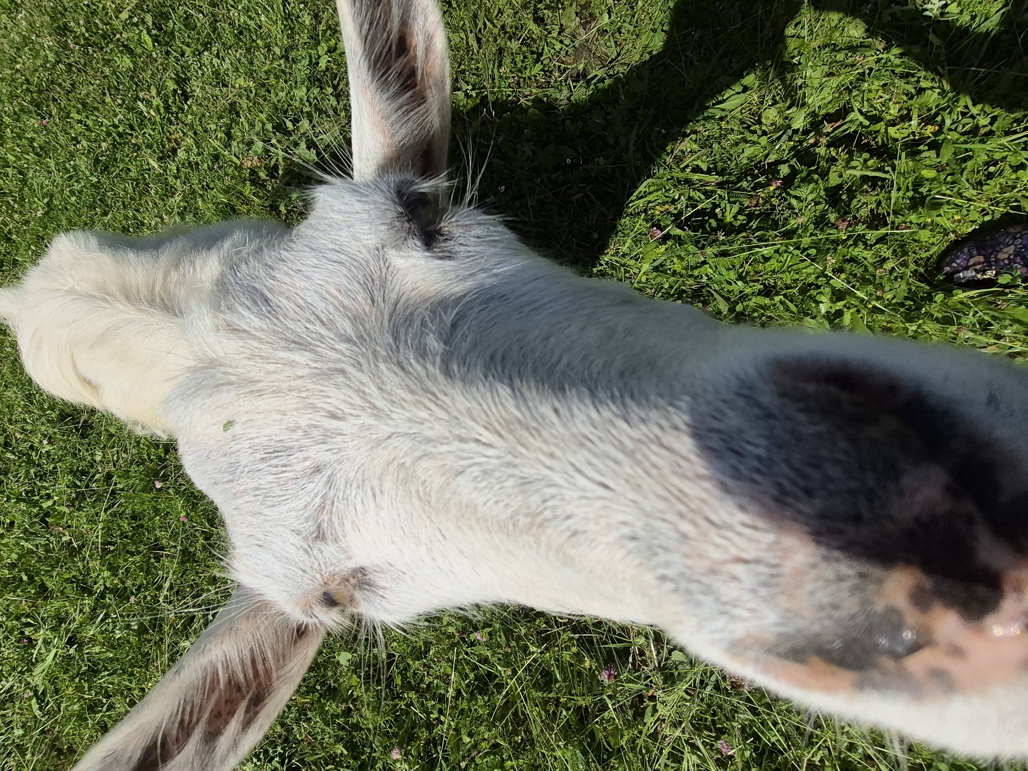 A close-up, overhead shot captures a white goat's face and head from the nose to its ears, set against a backdrop of lush green grass. The goat's snout, speckled with dark brown and tan markings, is prominently featured in the foreground, with its large, dark eyes visible on either side of its head. Long, pointed ears, also marked with dark spots, extend outwards, framing the animal's face. The goat's white fur, appearing somewhat disheveled, covers its head and neck. Shadows cast by the goat and its surroundings suggest it is outdoors in daylight. The grass is interspersed with small pink flowers and other low-lying green vegetation. A shadow of a human foot wearing a dark, patterned shoe is visible in the lower right corner of the frame. The image was taken in Sary, Russia.
