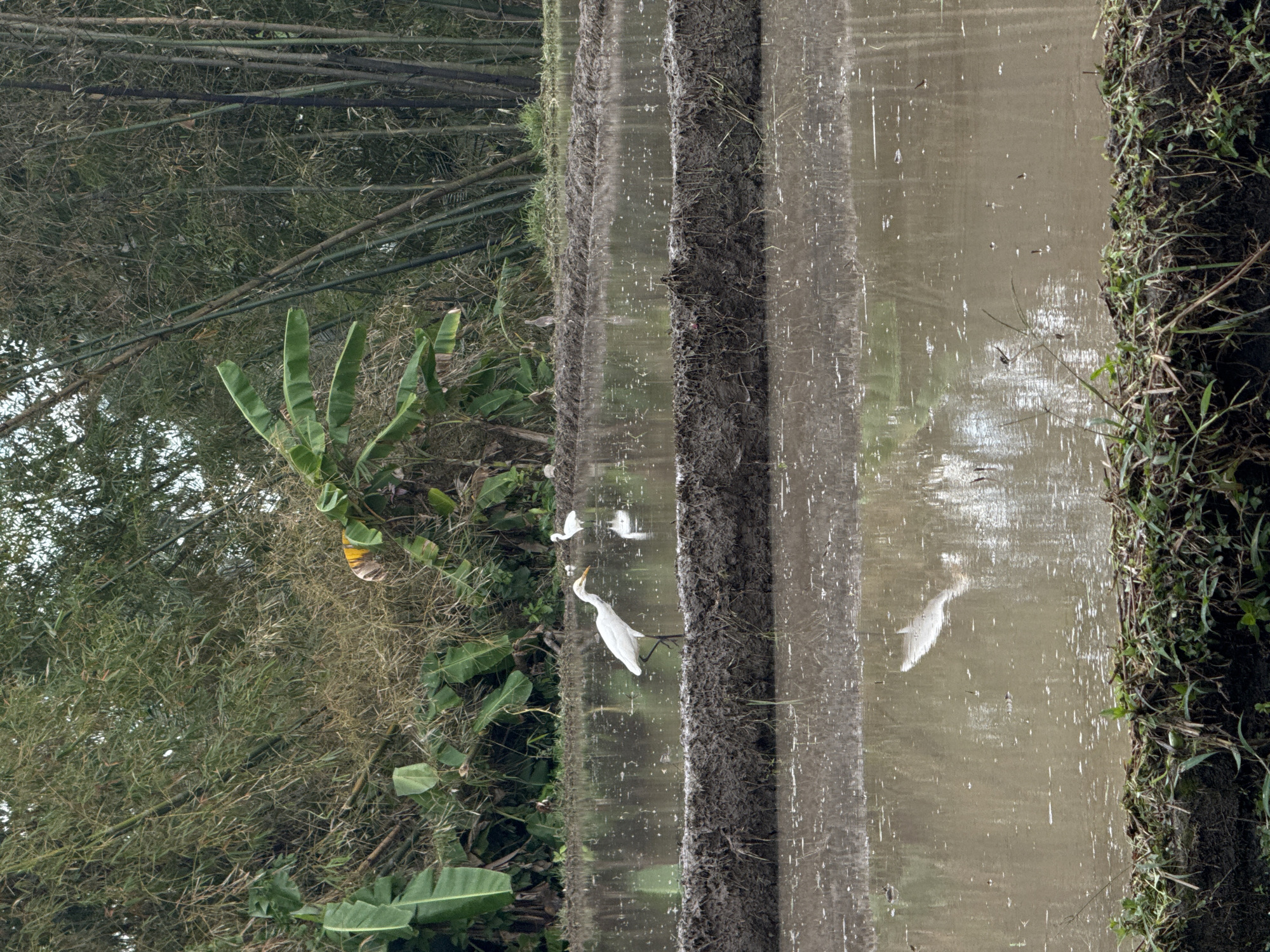 A wide shot shows a rural scene in the Ubud District of Indonesia, likely a rice paddy. In the foreground, a muddy dike separates two flooded areas. A white egret stands on the dike, facing right, its reflection visible in the shallow water. Further back, on another dike, a second white egret stands, and a smaller, brownish bird is visible to its left. In the background, lush green vegetation, including banana leaves and bamboo stalks, creates a dense, natural backdrop. The water in the paddies is murky and reflects the surrounding foliage and sky.