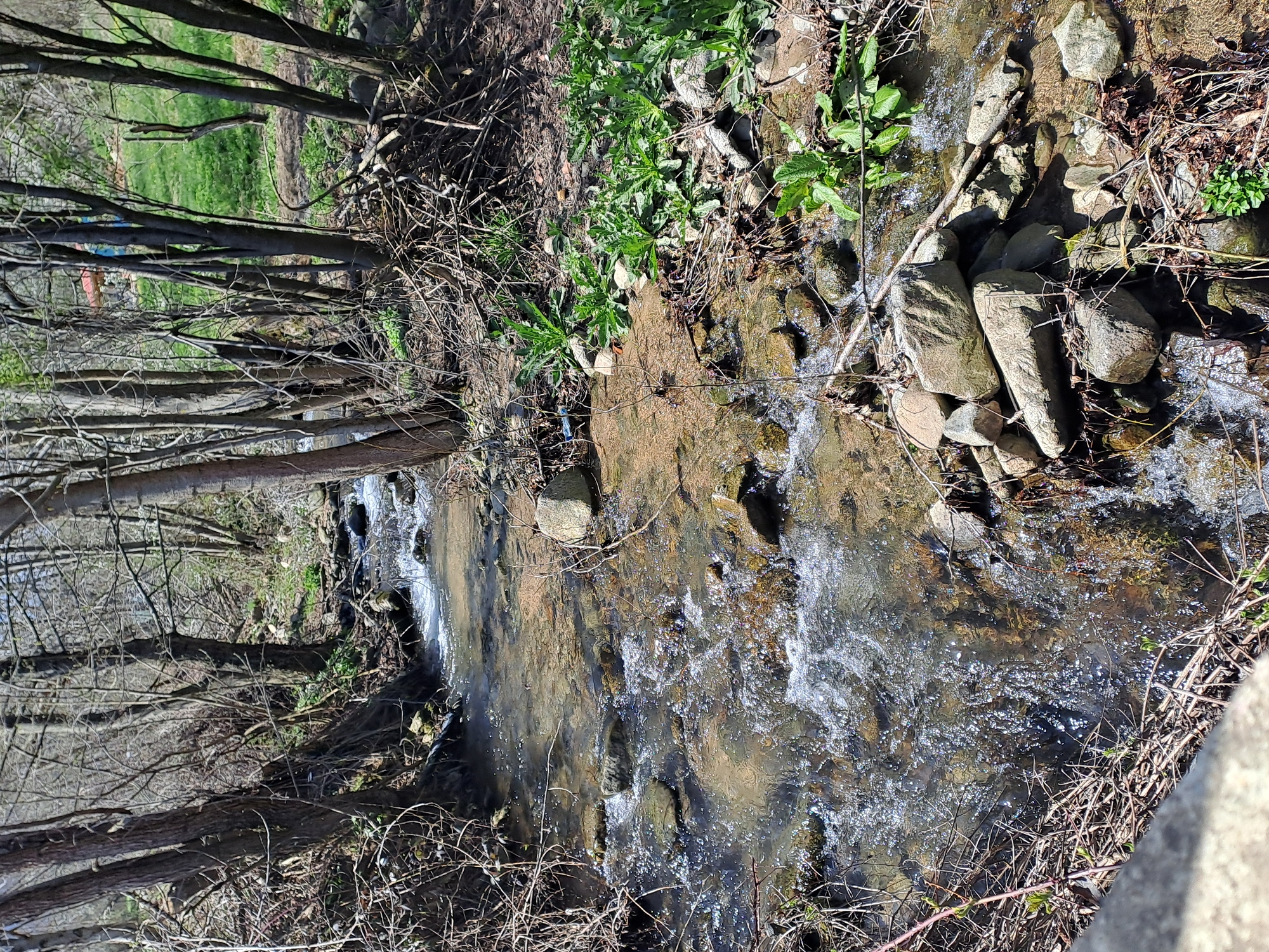 The image depicts a small stream flowing through a wooded area. The stream is rocky, with clear water cascading over the stones. The banks are lined with trees, some bare-branched, and vegetation. The scene appears to be set in a natural area, possibly near the city of Spanchevtsi, Bulgaria. There are no people or signs of recent human activity visible in the immediate scene.