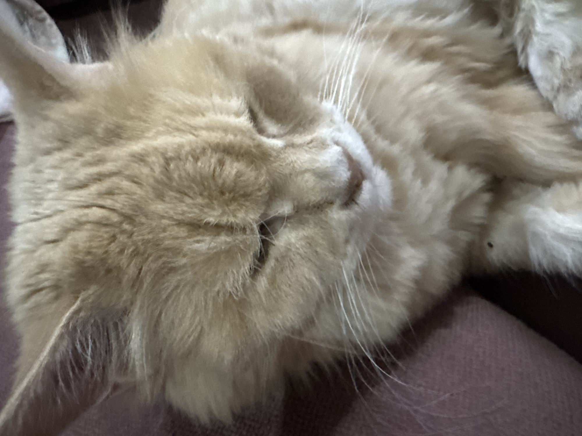 A close-up, low-angle shot shows the face of a long-haired ginger cat. The cat is mostly in focus, with its eyes partially closed, suggesting it is relaxed or sleeping. Its fur is a light orange or cream color with some darker stripes visible on its forehead. The cat's whiskers are long and white. The background is a blurred dark purple fabric, possibly a blanket or piece of clothing. The overall impression is of a domestic setting. No specific location in Gölbaşı, Turkey can be determined from the image.