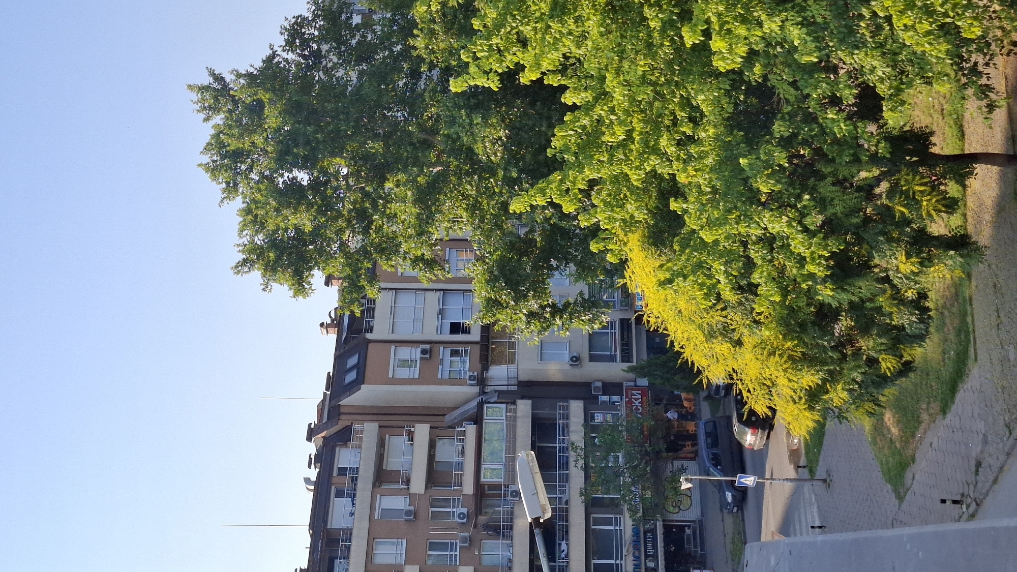The image captures a view of a street in Plovdiv, Bulgaria. In the foreground, lush green trees with bright yellow foliage dominate the scene, casting shadows on the ground. Behind the trees, multi-story apartment buildings with balconies and numerous windows are visible. The architecture suggests a residential area. Several cars are parked along the street and on the sidewalk. The sky is clear and blue, indicating fair weather. The overall impression is a snapshot of urban life in Plovdiv on a sunny day.