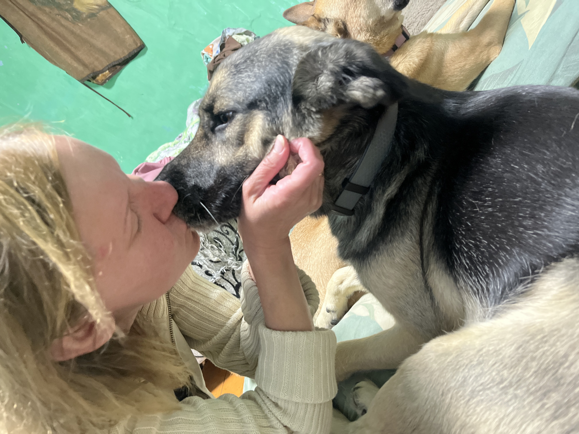 The image shows a close-up of a person and two dogs. The person, with blonde hair and fair skin, is leaning in to kiss a large, grey and black dog. The dog is looking at the person, its mouth slightly open. The person is wearing a cream-colored sweater. Another dog, light brown with a pink collar, is visible behind the first dog, lying down.
The scene appears to be indoors, possibly a home. The background is a green wall with a brown fabric item hanging on it. There are also some patterned fabrics visible. The lighting suggests it could be daytime, or artificial light is being used. The overall mood seems affectionate and intimate, with the person showing affection to the dogs. There is no visible text in the image. The location context is Nizhny Tagil, Russia.