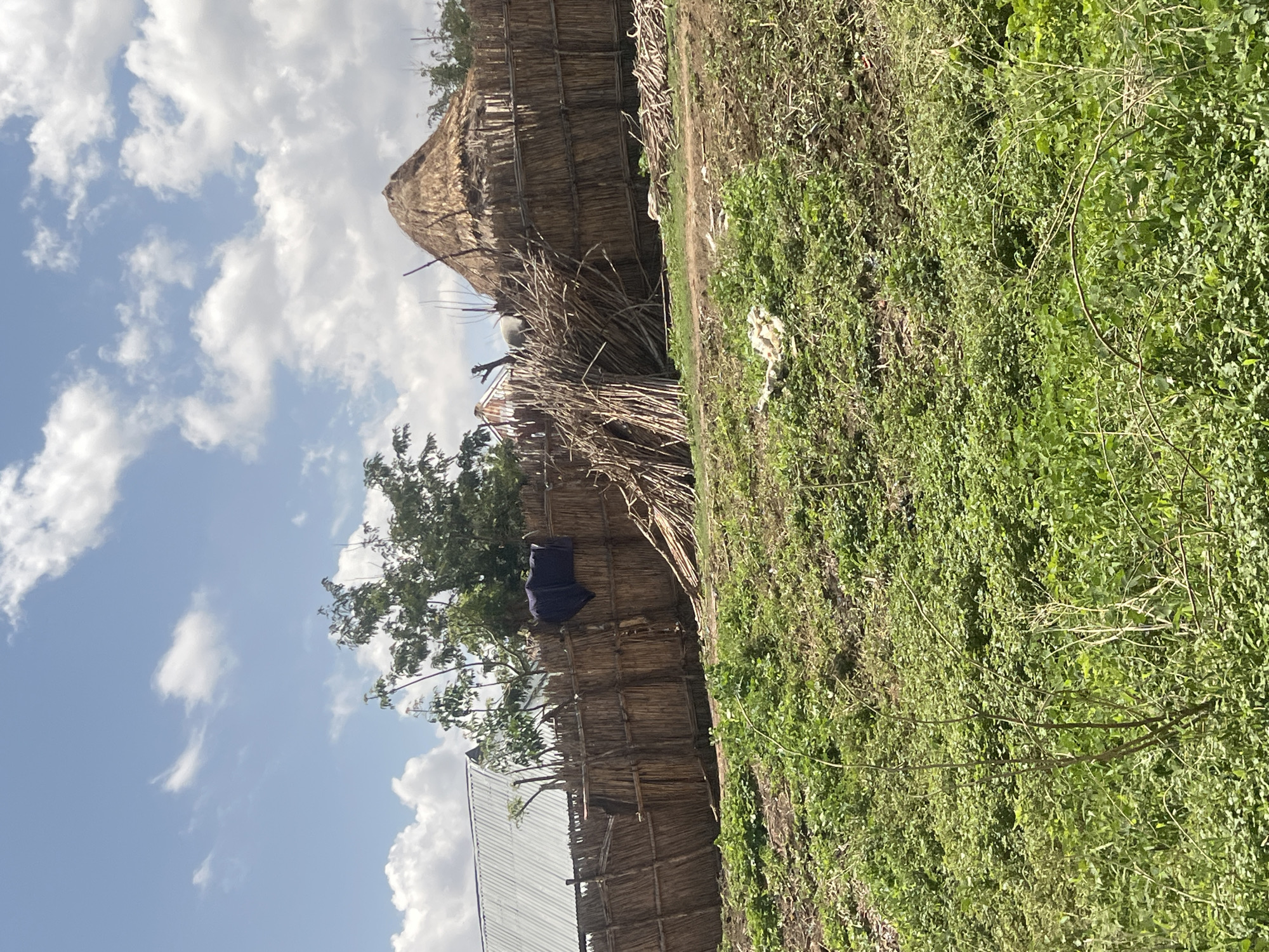 The image displays an outdoor scene in Balanga, Nigeria, under a bright blue sky dotted with scattered white cumulus clouds. In the midground, a rustic fence constructed from vertical wooden poles or reeds extends horizontally across the frame. To the left, a portion of a building with a corrugated silver metal roof is visible above the fence. A dark blue garment is hanging over the fence, draped near its center-left. Behind the fence, a large green-leafed tree stands prominently. To the right, a traditional, conical-roofed hut, constructed from dried thatch or straw, is visible behind the fence. Adjacent to the hut and along the fence line, several substantial piles of dried branches and cut vegetation are stacked on the ground. The foreground is dominated by a dense expanse of lush, green, low-lying vegetation, interspersed with areas of exposed earth and scattered dry plant stalks. No individuals are present in the scene.