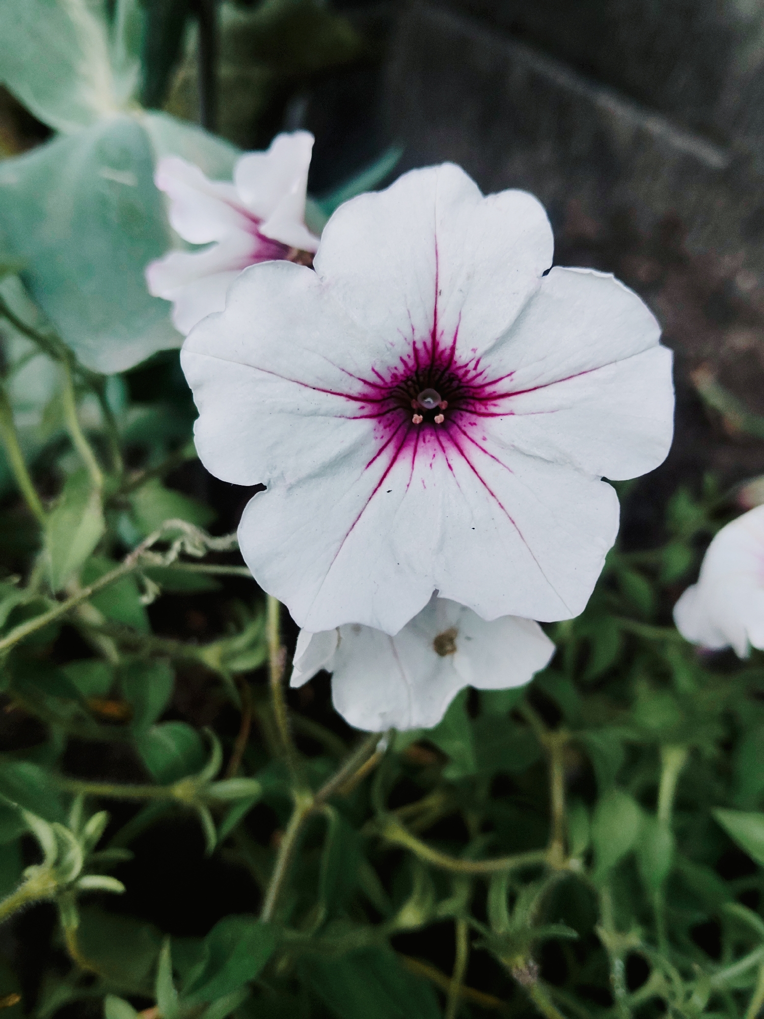 A close-up, slightly overhead shot focuses on a white petunia flower with vibrant purple veins radiating from its center. The flower has five distinct, ruffled petals and is in sharp focus. Behind it, other white petunias, some partially blurred, are visible, along with lush green foliage. The background is dark and out of focus, with a hint of a stone or concrete structure on the right. The scene appears to be in a garden or park setting. There are no people or animals present in the image. The image does not provide any specific visual cues to indicate its location in Kharkiv, Ukraine.