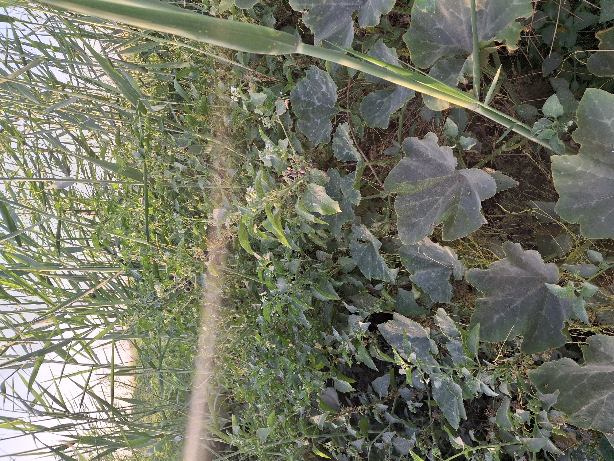 In Ko`kdala, Uzbekistan, this image captures a close-up view of dense vegetation under natural daylight. The scene is dominated by various green plants, with a particular focus on large, broad leaves in the foreground that appear to be part of a pumpkin or squash plant. Interspersed among these are smaller, leafier plants with delicate white flowers and dark, berry-like fruits, possibly nightshade. Tall, thin grasses or reeds form a backdrop, their long green stalks reaching upwards and partially obscuring the sky, which is a pale, hazy blue. The ground beneath the foliage is a dark, earthy brown. A thin, vertical green stalk, possibly a new shoot of a plant, is positioned prominently on the right side of the frame. A hazy mist or spray is visible in the mid-ground, suggesting recent watering or application of a substance. The overall impression is one of a wild or cultivated garden area, possibly an agricultural field or a natural overgrown space.