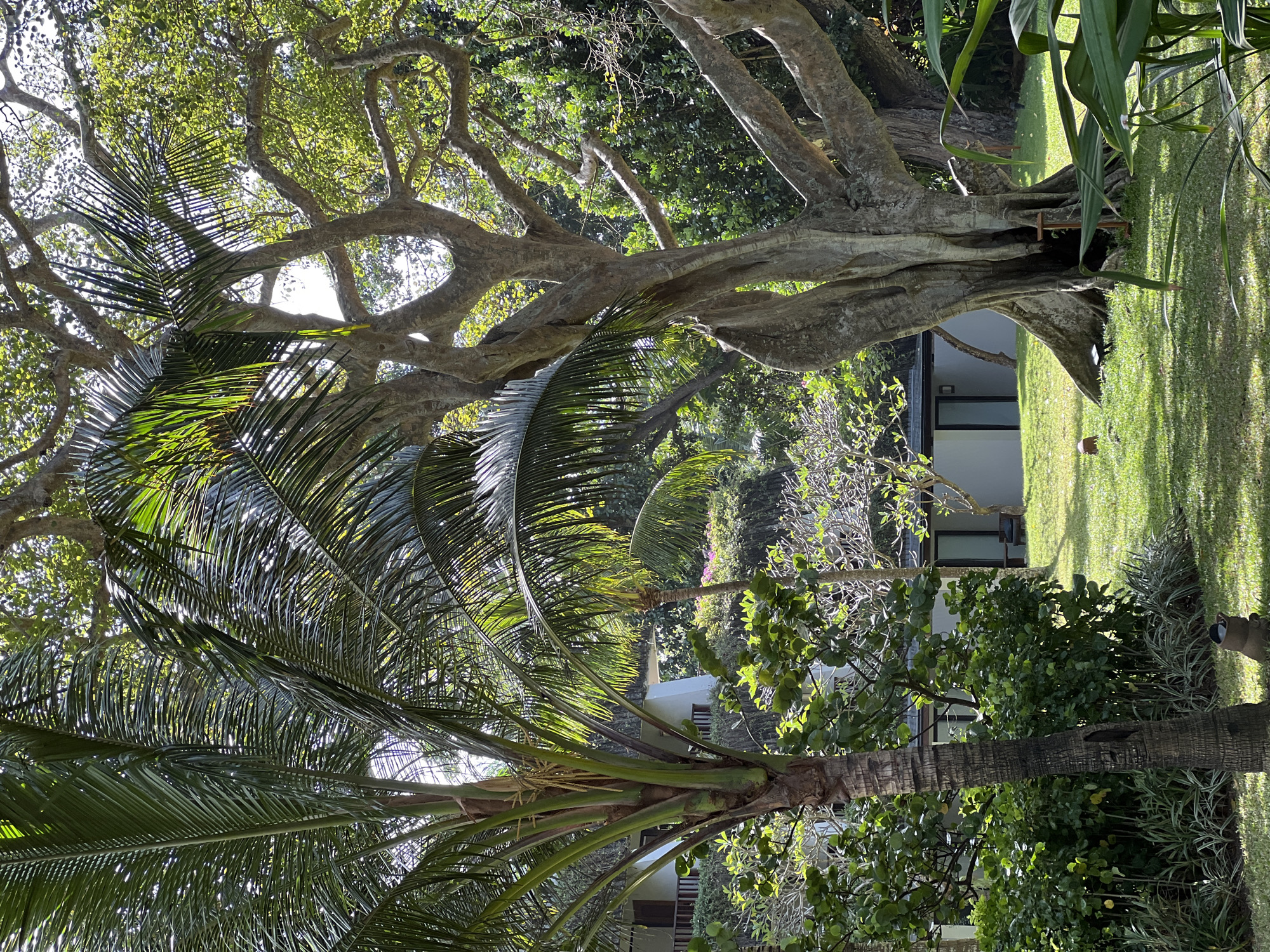 The image depicts a lush garden with several large trees, including a prominent palm tree on the left and a thick, gnarled tree with sprawling branches in the center. There is a manicured lawn with patches of sunlight and shadow. In the background, a white building with a dark roof and windows is visible, surrounded by greenery and smaller trees. The scene appears to be a tranquil outdoor setting, possibly a resort or a private residence. The location is identified as Denpasar, Indonesia. There are no people or animals visible in the image.