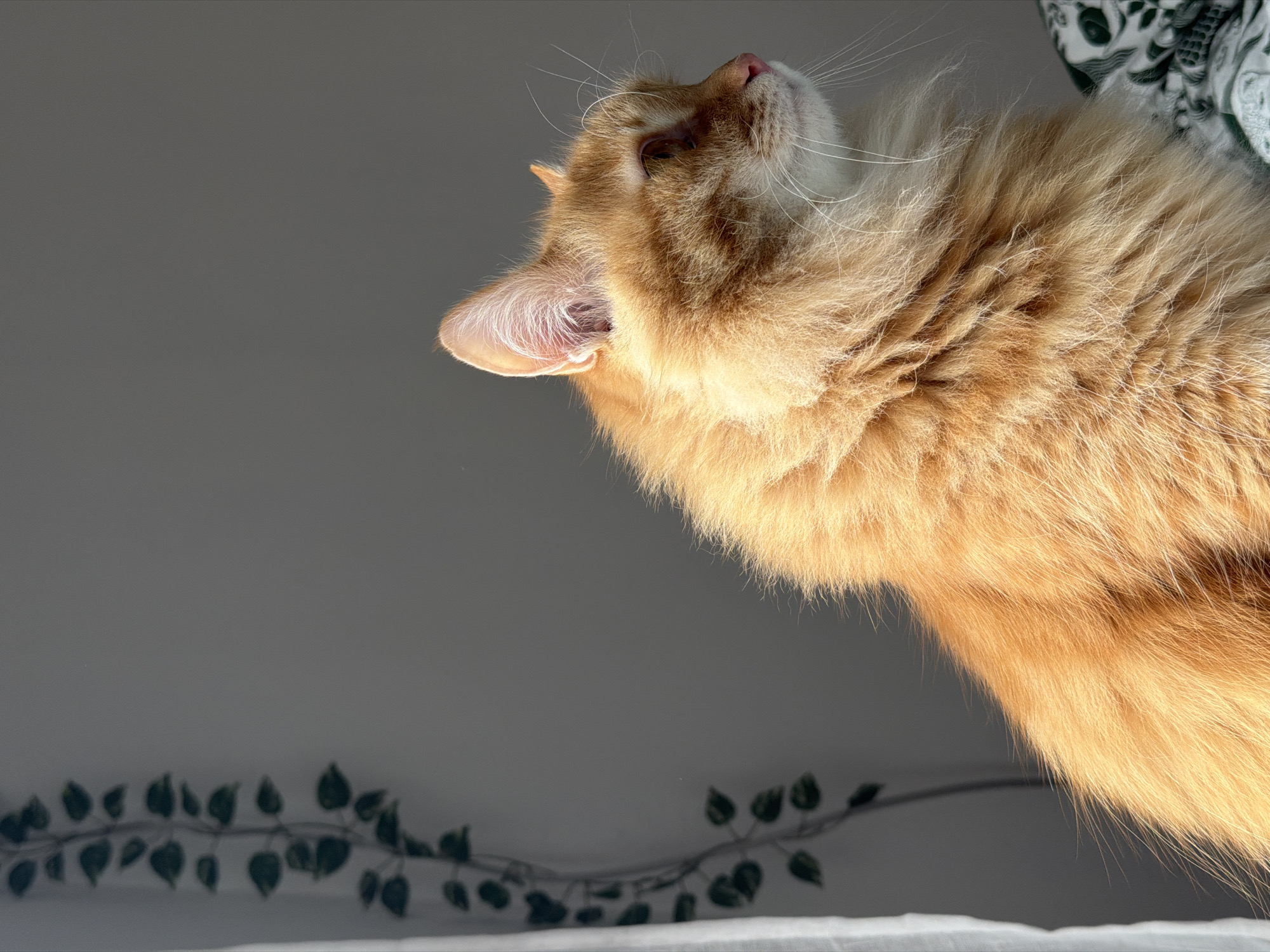A close-up, upward-angle shot features an orange fluffy cat, likely a long-haired breed, with its head tilted back, looking up. The cat's right ear is prominently visible, showing the inner ear detail. Whisker strands are visible against the light.
The background is light gray and has a trailing plant decoration along the lower left edge. The upper right corner shows a fabric with a white and black design. The scene is indoors. There are no identifiable indications of Belgrade, Serbia in the image.