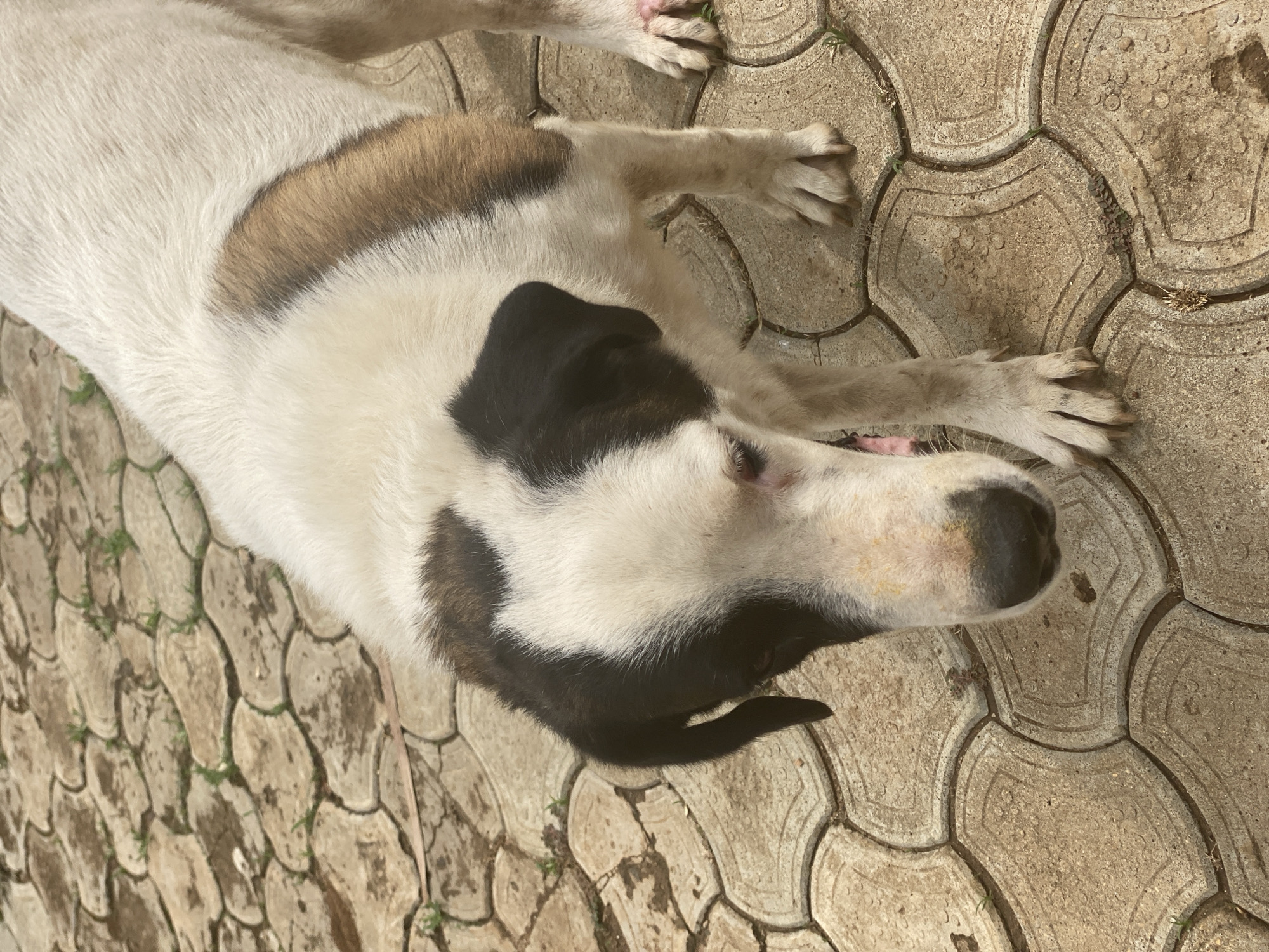 A dog is depicted lying down on a paved outdoor surface in Maigizo, Nigeria. The dog has short fur, predominantly white, with a large black patch covering part of its head, including one eye, and another prominent brown patch on its back or side. Its head is slightly lifted, and its eyes appear to be open, suggesting it is resting or observing its surroundings. The ground beneath the dog is made of light-colored, interlocking paving stones, with small amounts of green grass and dirt visible in the gaps between them. Bright natural sunlight illuminates the scene, indicating it is daytime. No people or visible text are present in the image.