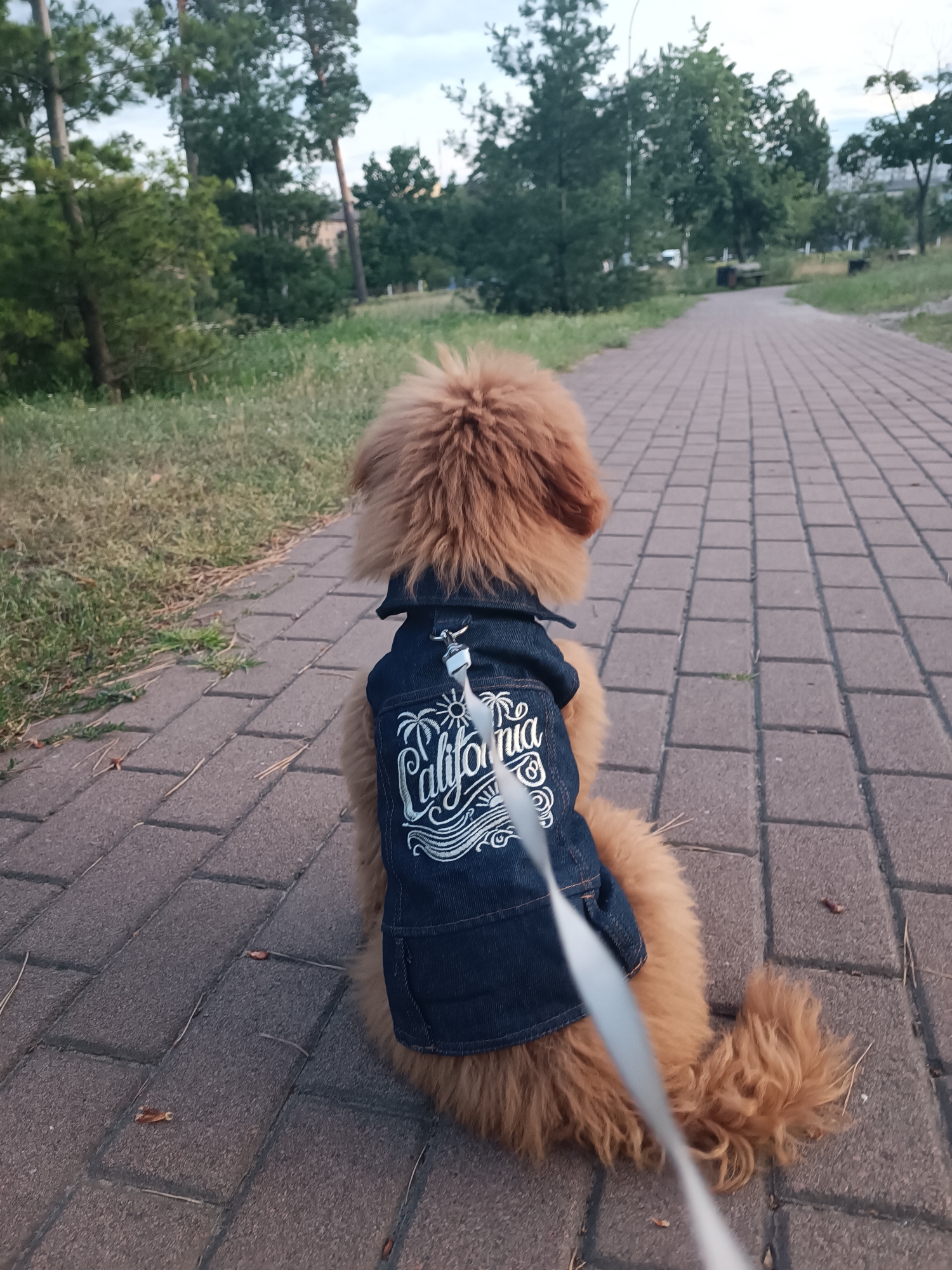 A medium-shot, outdoor, over-the-shoulder image shows a fluffy, golden-brown dog with curly fur from the back, wearing a dark blue denim vest with "California" written on it in white script, as it sits on a paved walkway. The dog is facing away from the camera, looking down the path. The walkway is made of brick-like pavers in a repeating pattern. To the left of the walkway is a grassy area with scattered dry leaves. Behind the grass, there are trees with green foliage, and in the distance, there are more trees and buildings under a cloudy sky. The dog is attached to a white leash.