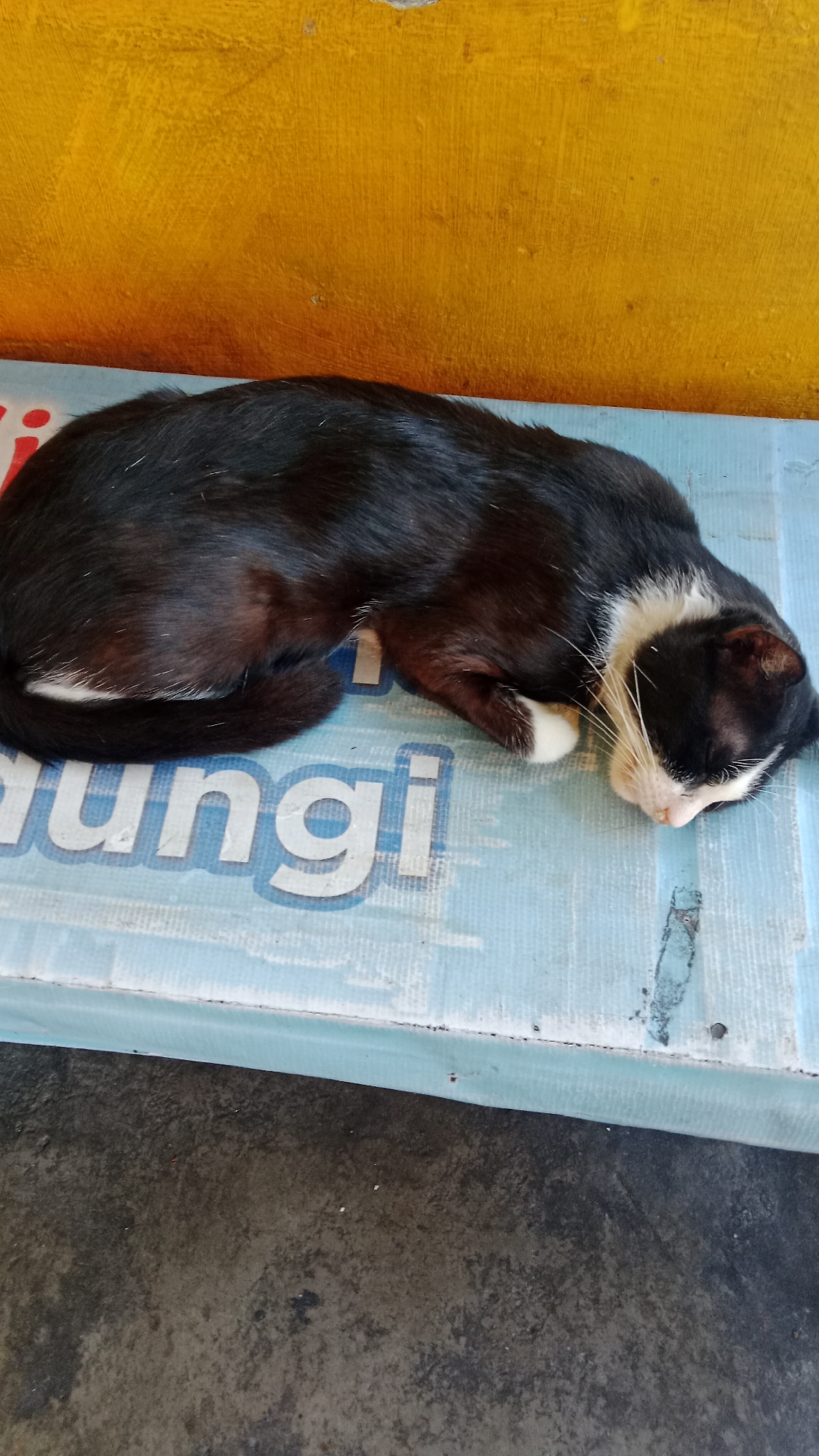 A black and white cat is sleeping on a light blue surface with some text on it, possibly a mat or a tarp. The cat is lying on its side, curled up, with its head resting on the surface. Its fur is mostly black with white markings on its chest, paws, and tail. The surface the cat is sleeping on appears to be outdoors, with a textured yellow wall in the background. The ground beneath the blue surface is a rough, dark gray texture, resembling concrete or dirt. The scene is lit by natural light. The specific location in Kuta, Indonesia cannot be determined from the image alone.