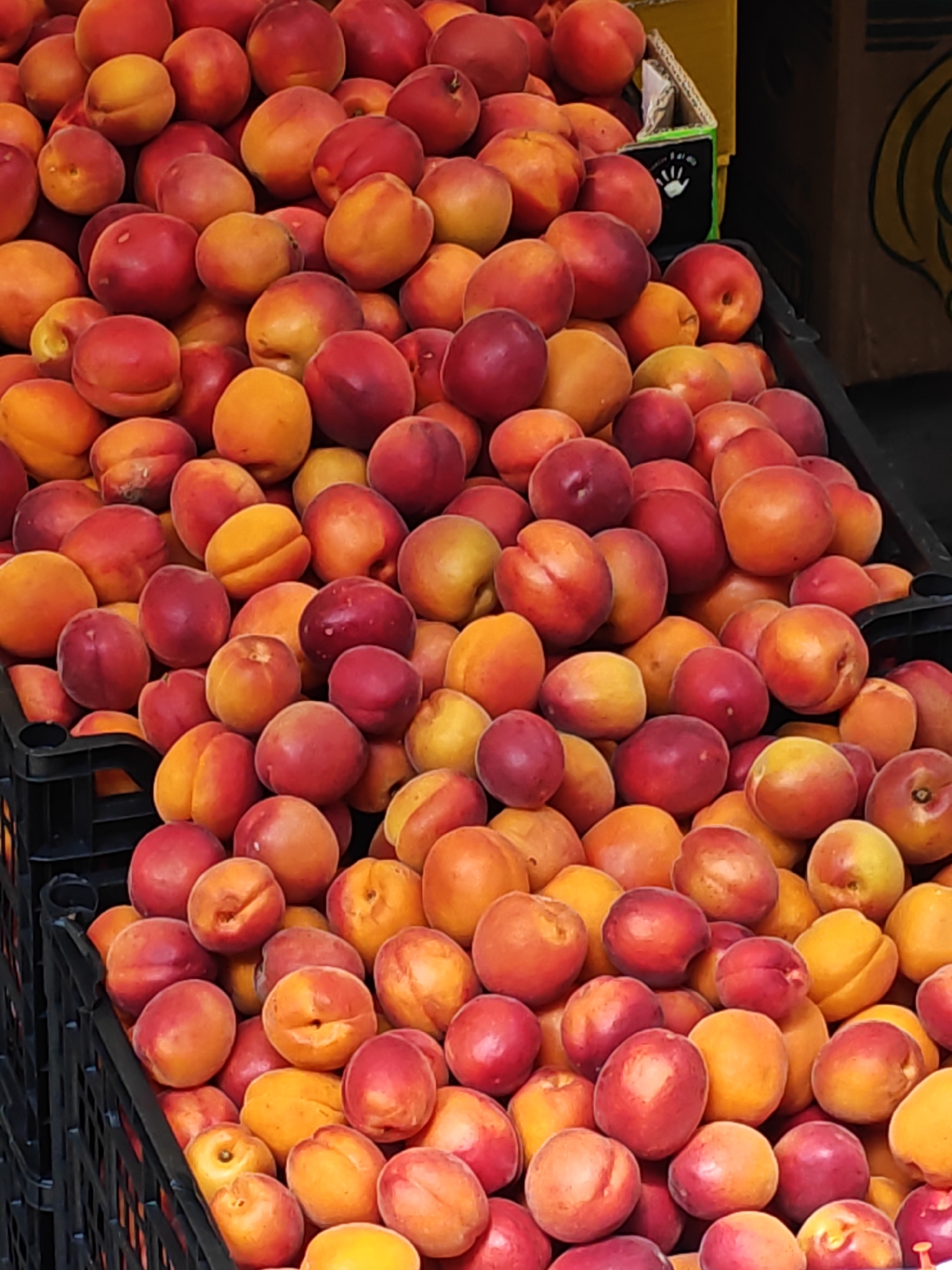A close-up, top-down shot captures a dense pile of ripe apricots in black plastic crates. The apricots are predominantly red and orange, with some exhibiting yellow hues. The lighting is bright, creating a slightly washed-out effect. The image appears to be taken at a market stall, possibly in Sofia, Bulgaria, as suggested by hints of a cardboard box with Cyrillic text in the background, a common sight in Bulgarian markets. No people are visible in the frame.