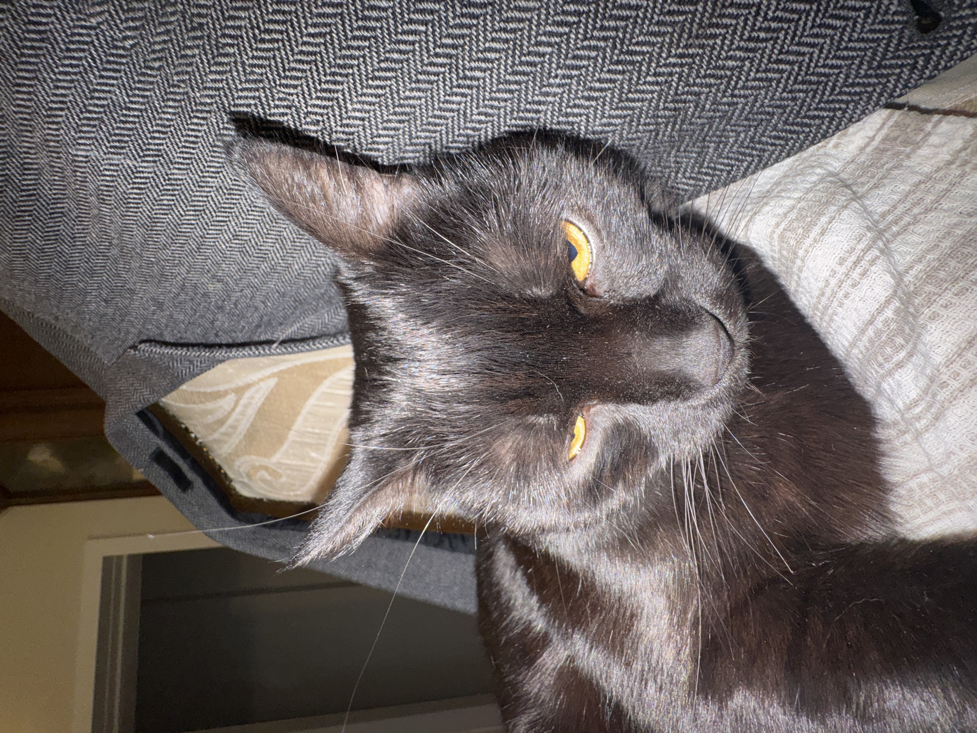A black cat with amber eyes is lying on its side on an object with gray herringbone fabric. The cat's head is tilted. The background includes a light-colored textured surface and a glimpse of a white door. The location is not discernible from the image.