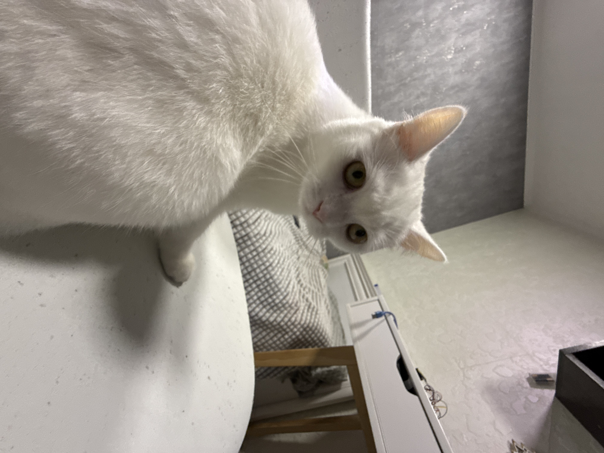 A fluffy white cat with yellow eyes is sitting on a white surface, looking at the camera. The cat is in the foreground, with its body partially visible. In the background, there is a bed with a gray and white patterned comforter, a white desk with drawers, and a wall with textured wallpaper. There are also some small objects on the desk, including glasses and a wire. The lighting in the scene is soft and diffused.