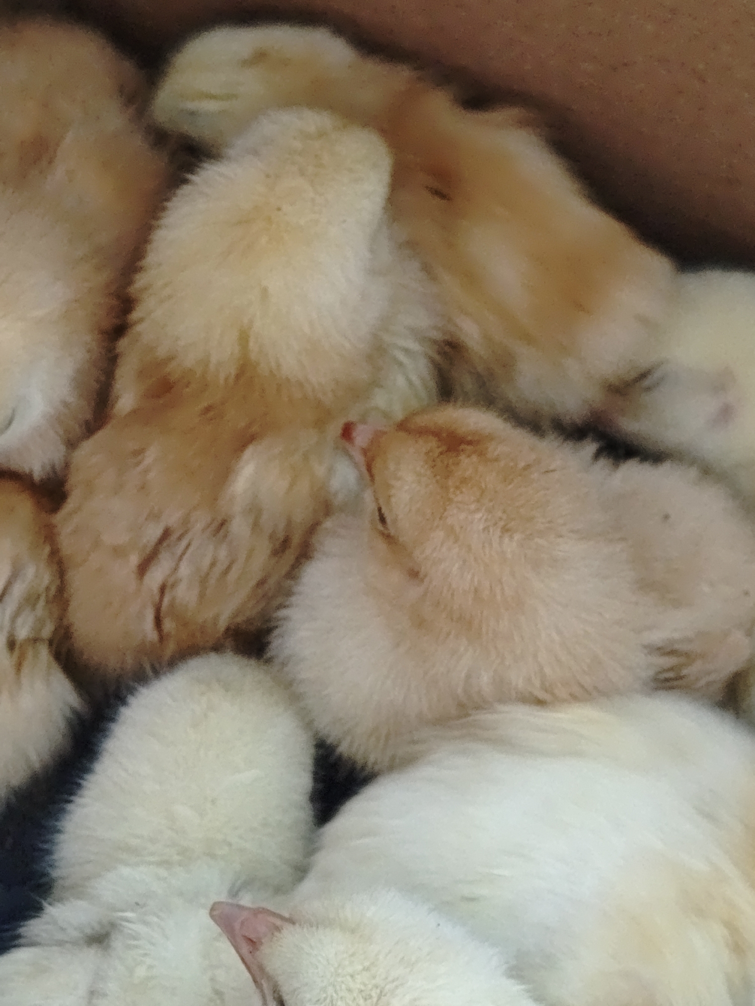 A close-up photograph shows a dense cluster of fluffy baby chicks, primarily yellow and light brown. The chicks are huddled together, filling the frame. Their tiny beaks are barely visible among the soft feathers. The scene appears to be indoors, possibly in a box or container. There is no discernible information about a location in Parkhomivka, Ukraine.