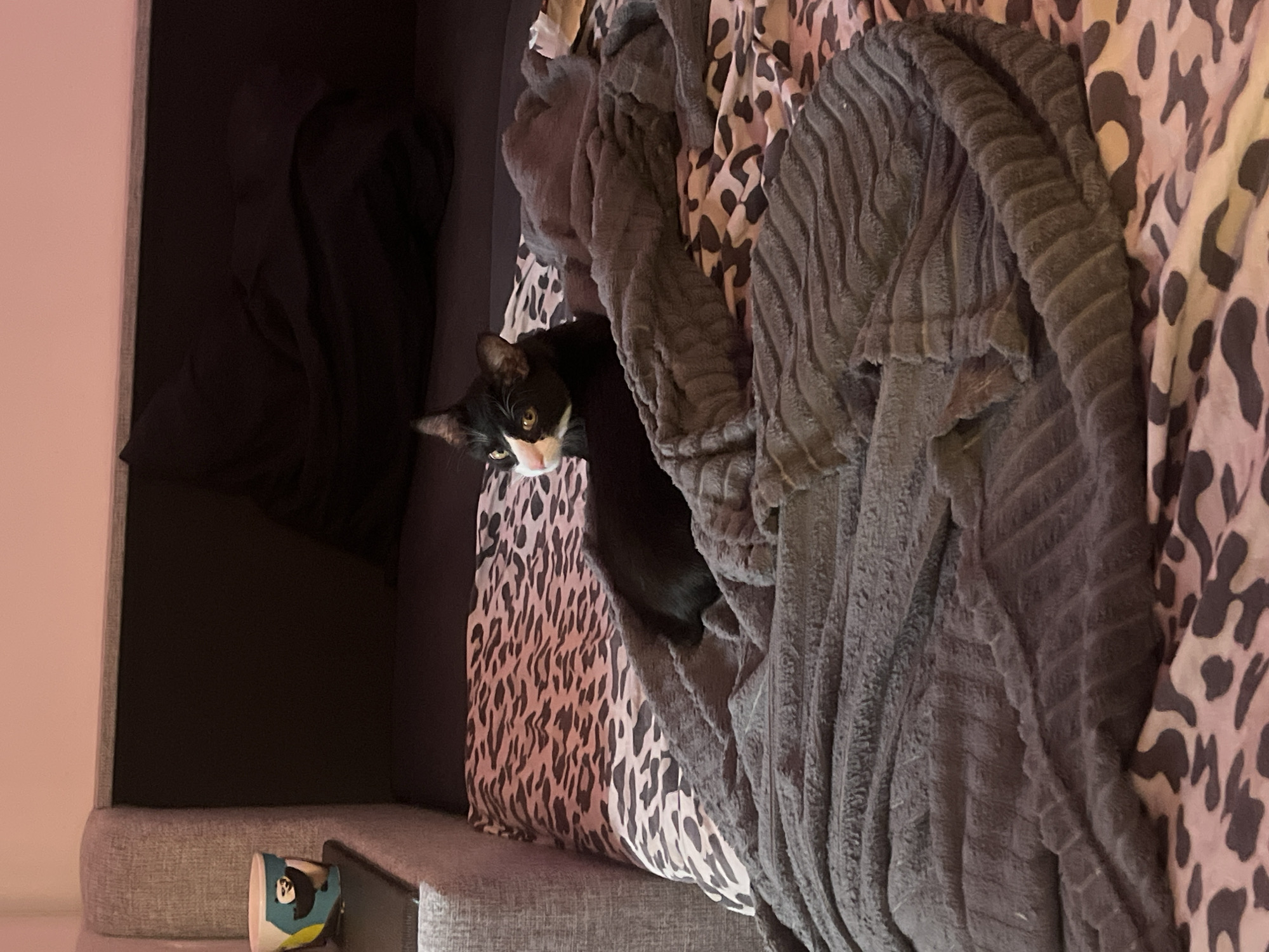 A black and white cat is partially concealed under a grey blanket and a leopard print pillow. The blanket and pillow are on a grey sofa. A patterned cup is visible on the sofa's side table. The background shows a dimly lit, dark-colored interior space. The image appears to be taken indoors. There is no evidence of Saint Petersburg, Russia.