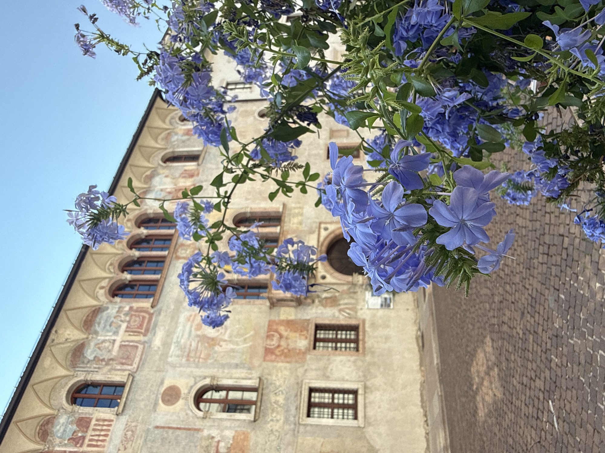 This is a medium shot, outdoor photograph taken from a low angle looking upwards. The main subjects are a building facade with intricate architectural details and several branches of blue flowers with green leaves cascading in the foreground. The building appears to be old, with faded frescoes painted on its stucco walls, depicting what seem to be historical or religious scenes. Several windows are visible, some arched and others rectangular, with dark wooden frames. The architectural style suggests it could be a historic building in a European city.
The blue flowers are vibrant and occupy a significant portion of the frame, partially obscuring the building. They are detailed with delicate petals and green foliage. The scene is set against a clear, light blue sky, indicating daytime, likely morning or late afternoon due to the soft lighting. The ground visible on the right side of the image is paved with small, reddish-brown bricks arranged in a patterned way, suggesting a street or a courtyard.
There is no visible text in the image. The overall mood is serene and picturesque, highlighting the natural beauty of the flowers against the backdrop of historical architecture. The photograph captures a moment of natural beauty intertwined with history, possibly in a quaint Italian town like Trento.
