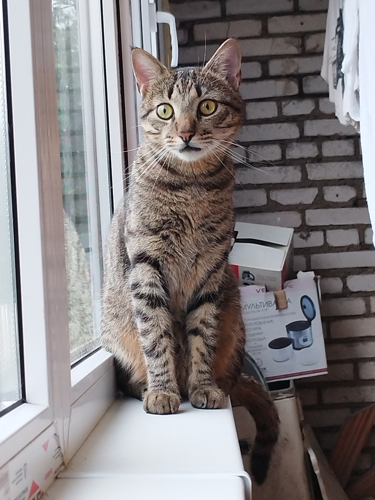 A tabby cat is sitting on a white windowsill in front of a window. Behind the cat, to the right, there are some cardboard boxes stacked up against a brick wall. A white curtain is visible at the top right corner of the image. The cat is looking directly at the camera with its yellow eyes. The environment appears to be an outdoor balcony or a room with a view of an outdoor space, likely in a residential area within Забалоцкі сельскі Савет, Belarus.