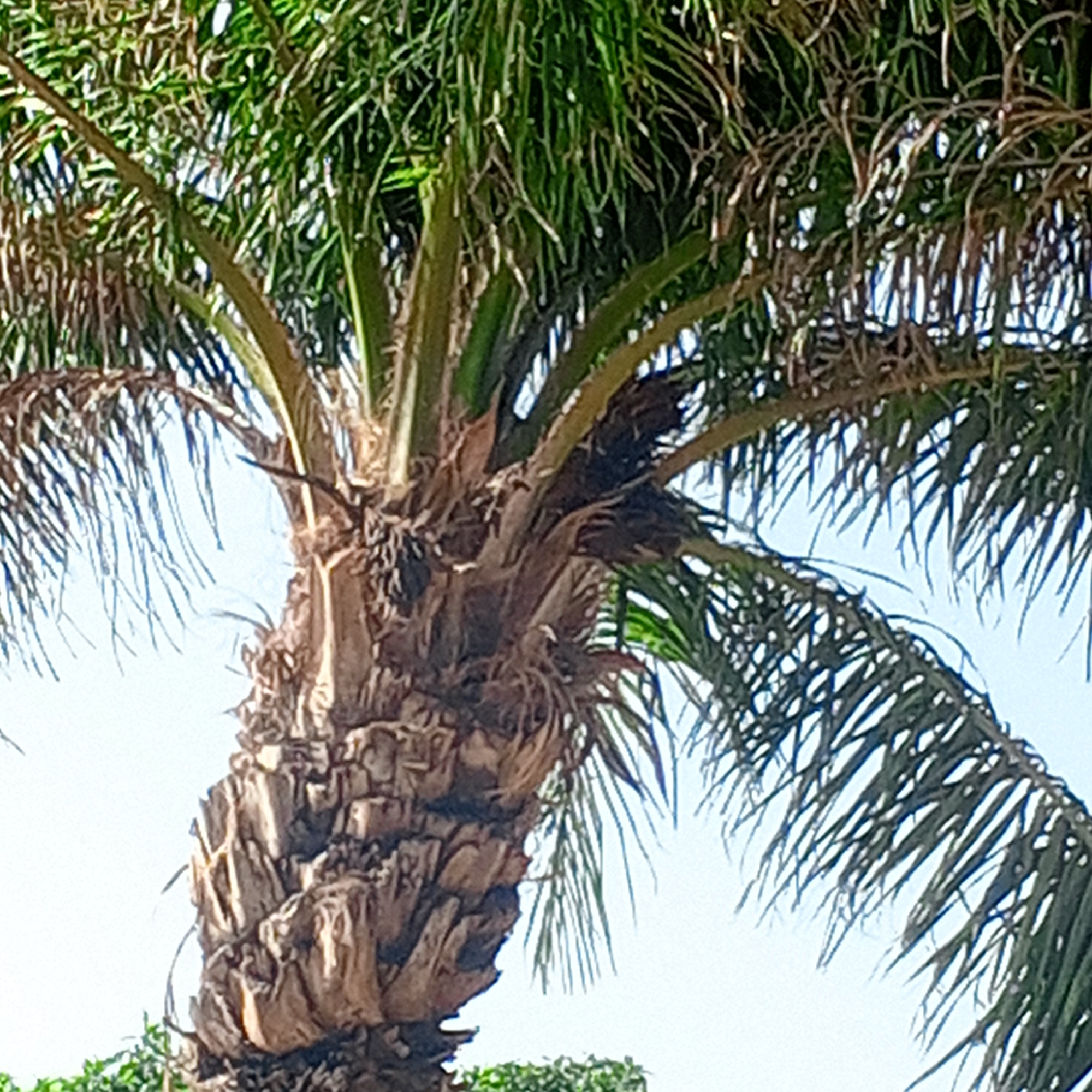 This image shows a close-up of a palm tree trunk and its fronds against a bright sky. The trunk is rough and textured, with visible fibrous material and dried leaf bases. The fronds are green and feathery, extending outwards and upwards. There are no people or animals visible in the image. The scene appears to be outdoors in a sunny environment. The image is consistent with the tropical or sub-tropical climate found in Zinna, Nigeria, where palm trees are common.