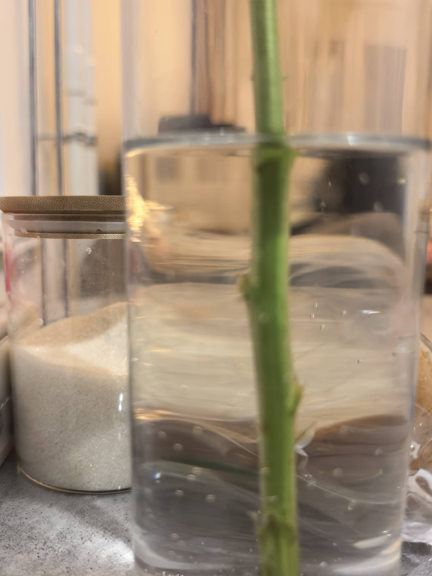 A close-up shot captures a green plant stem submerged in clear water within a glass cylinder. The water contains small air bubbles, and the stem exhibits faint marks of previous growth. To the left of the glass, a clear jar with a bamboo lid is filled with a granular white substance, likely sugar or salt. The background is blurred, showing vertical lines and warm lighting. The overall scene is still and appears to be indoors, likely in a kitchen or on a countertop.