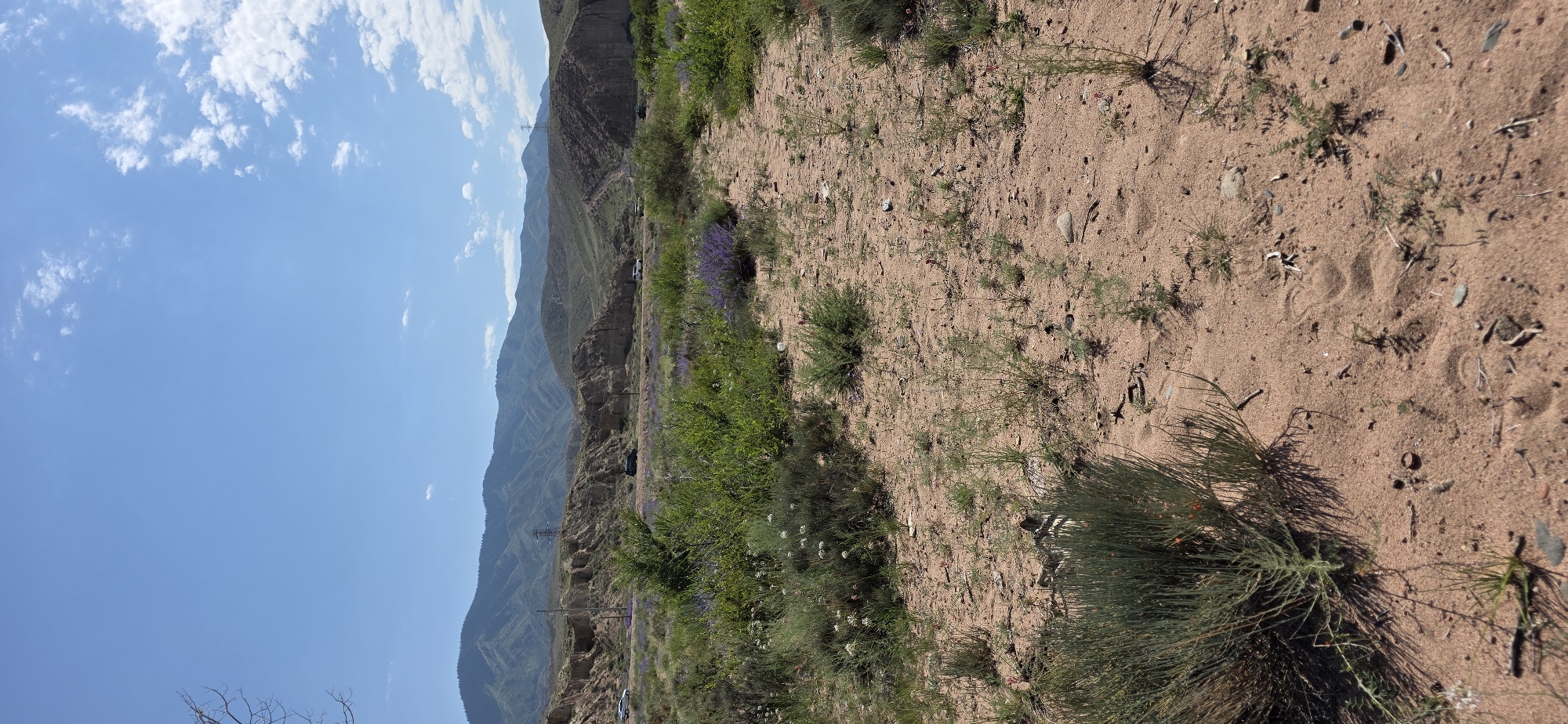 The image captures a desolate, arid landscape under a bright blue sky dotted with scattered white clouds. The foreground is dominated by sandy, reddish-brown soil with sparse, dry vegetation and a few green, shrub-like plants. A dirt path or track meanders through the sand. In the mid-ground, there is a stretch of green vegetation, including bushes and patches of purple wildflowers, bordering a paved road. Several cars are visible on the road, and a white vehicle is parked on the side. Beyond the road, rugged, layered hills and mountains rise in the background, with some signs of human infrastructure, such as power lines and possibly small buildings, visible on the slopes. The overall impression is one of a remote, natural setting within a mountainous region. The description of the location in Tosor, Kyrgyzstan, suggests this is a scene encountered along the southern shore of Issyk-Kul Lake, known for its dramatic landscapes and arid terrain.