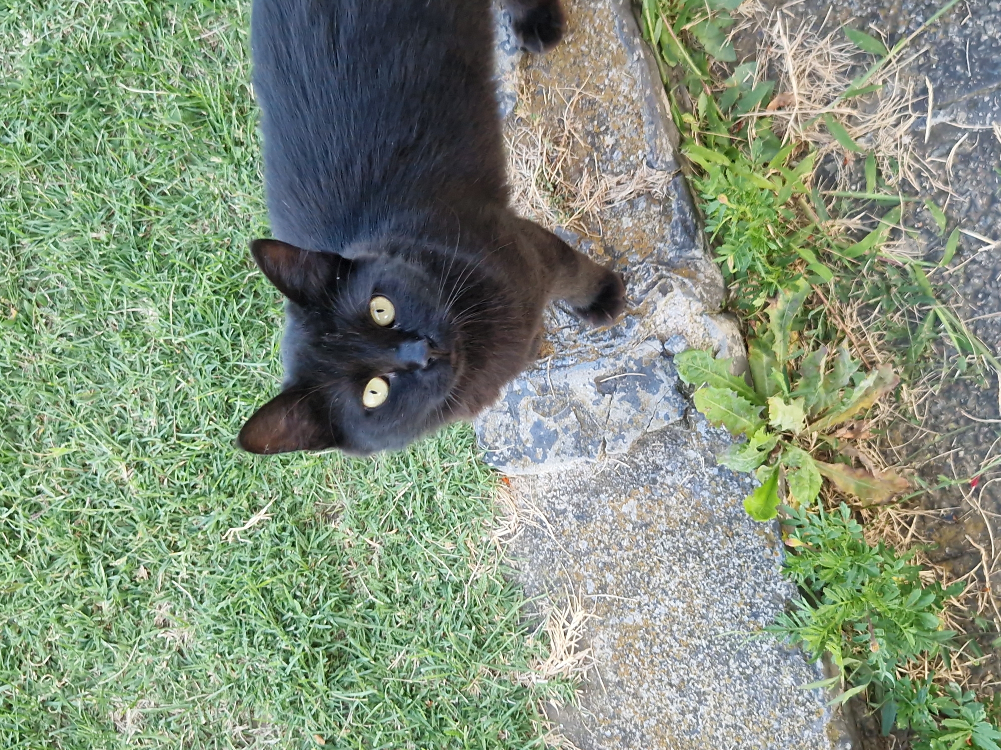 A black cat with yellow eyes is standing on a stone ledge next to a patch of grass. The cat is looking up and to its left. The stone ledge is rough and uneven, and it appears to be part of a pathway or garden border. The grass is green and well-maintained. The scene is likely outdoors, possibly in a garden or park. The location of Dolni Pasarel, Bulgaria, is not discernible from the image itself.