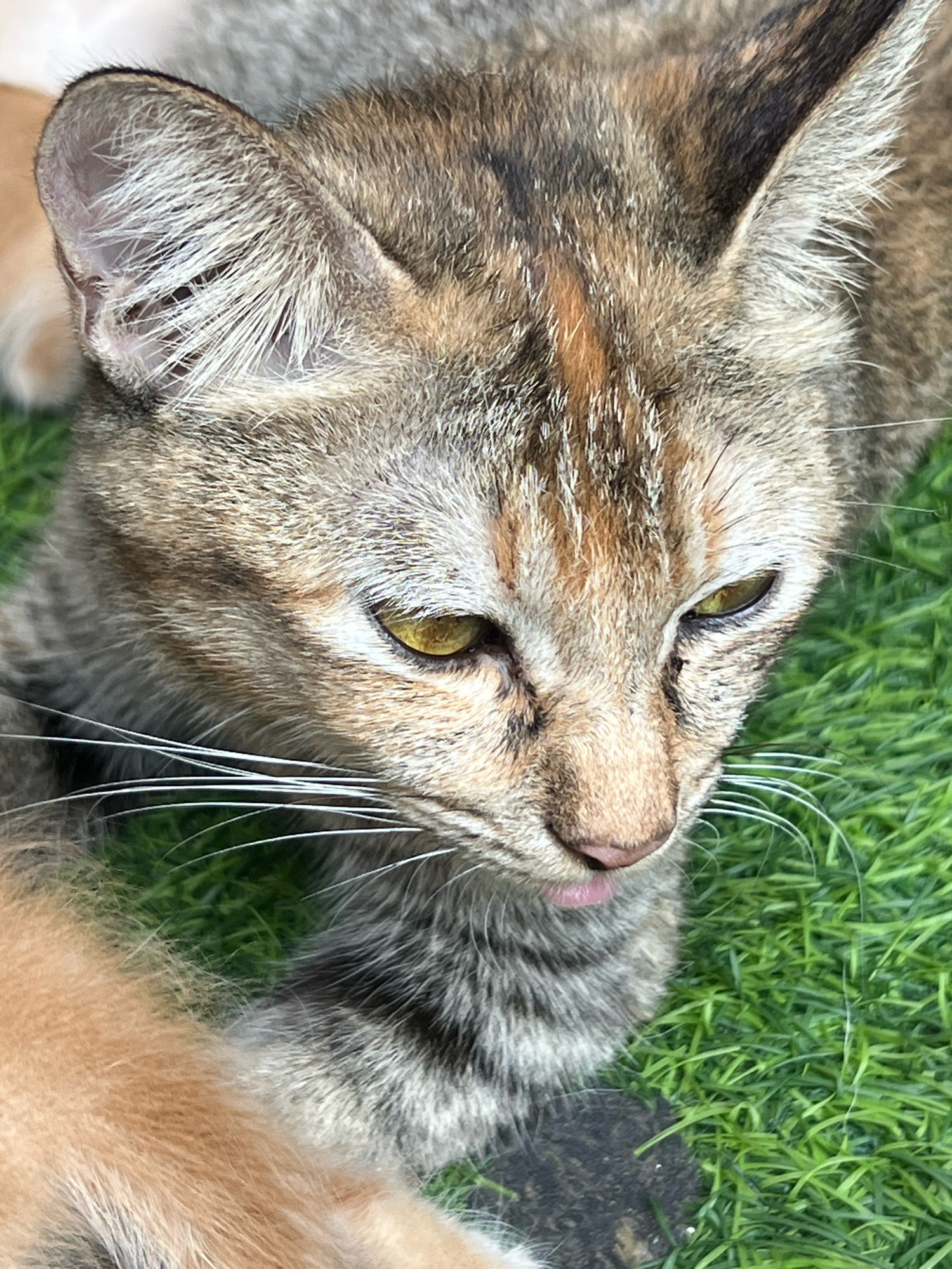 A close-up, eye-level shot shows the face of a tabby cat lying on bright green grass. The cat's head is turned slightly to the right, with its eyes open and looking down. Its fur is a mix of brown, gray, and orange, with black stripes. The cat has prominent whiskers and a pink nose. A small portion of another furry, light brown limb is visible in the lower left of the frame, suggesting the presence of another cat or animal. The background consists of out-of-focus green grass and a dark, textured object, possibly a rock or soil. The lighting suggests it is daytime, with natural light illuminating the scene. The image was captured outdoors in Denpasar, Indonesia.