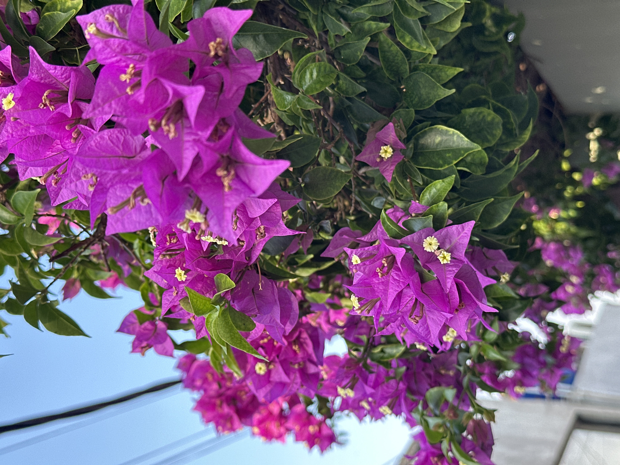 In the city of North Kuta, Indonesia, a vibrant display of bougainvillea flowers, primarily in shades of fuchsia and magenta, cascades against a bright blue sky. The flowers are abundant and clustered together, with some showing small yellow centers. Lush green leaves are interspersed throughout the flowering branches. In the upper left portion of the image, dark electrical wires are visible, crossing the frame. The lower part of the image shows a hint of a light-colored building or wall, out of focus, with some bokeh effect from distant flowers. There are no people or animals present in the scene. The overall impression is one of natural beauty thriving in an urban environment.