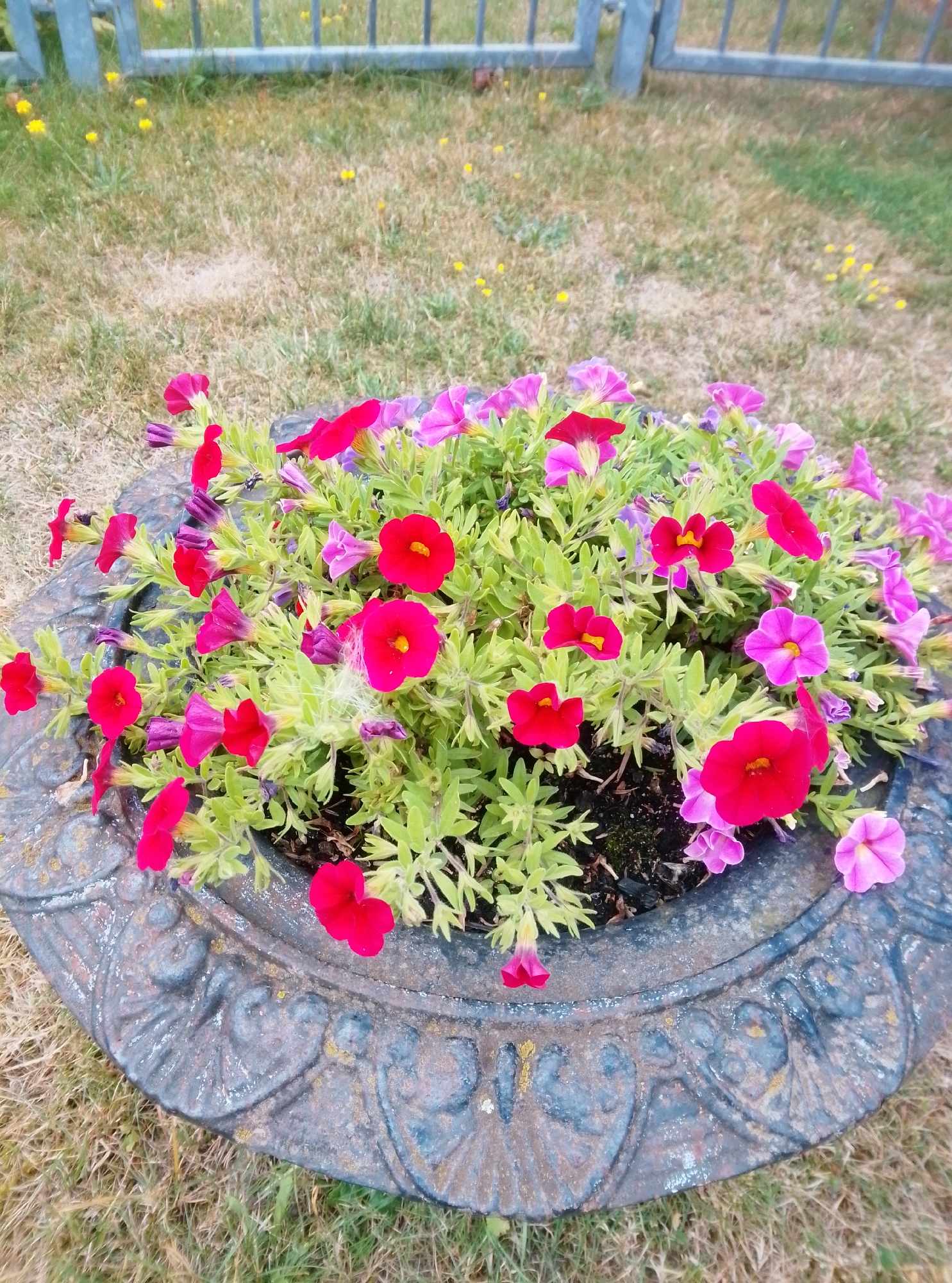 The image shows a close-up of a weathered, ornate, dark gray planter filled with vibrant pink and red petunias. The planter has decorative embossed patterns and is situated on dry, patchy grass. In the background, a metallic gray fence with vertical bars is visible, behind which more dry grass and scattered yellow wildflowers can be seen. The overall scene suggests an outdoor setting, likely a garden or public space in Wedel, Germany, possibly in front of a residential property or a park area. No people or animals are present in the image.