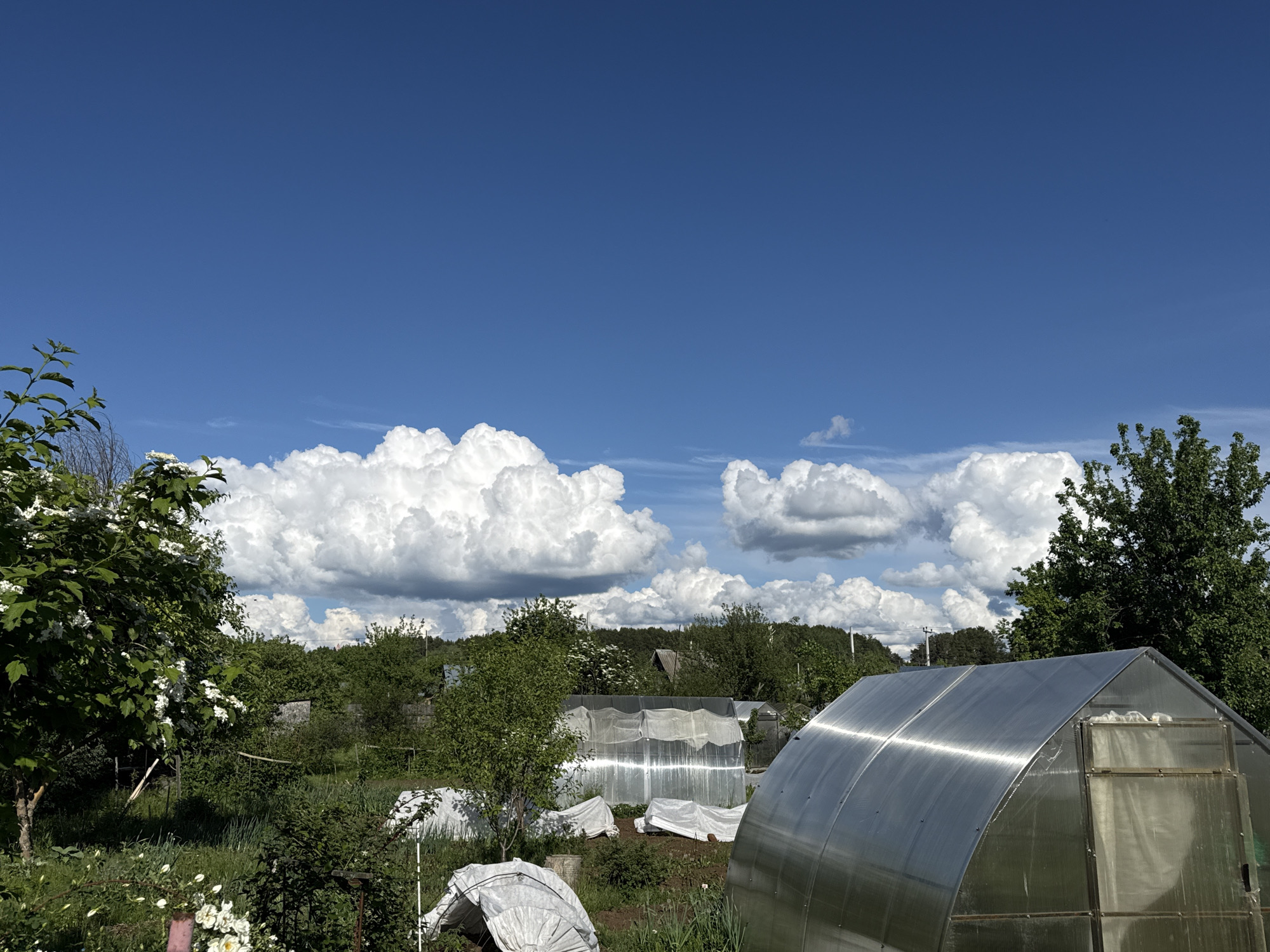 The image depicts a garden scene under a bright, blue sky with scattered cumulus clouds. Located in Chaikovsky, Russia, the garden features lush greenery, including trees and shrubs. Notably, several greenhouses are present. One large, shiny greenhouse dominates the foreground, while smaller, covered structures dot the background. These structures, along with the general garden landscape, suggest horticultural activity. No people are visible in the image.