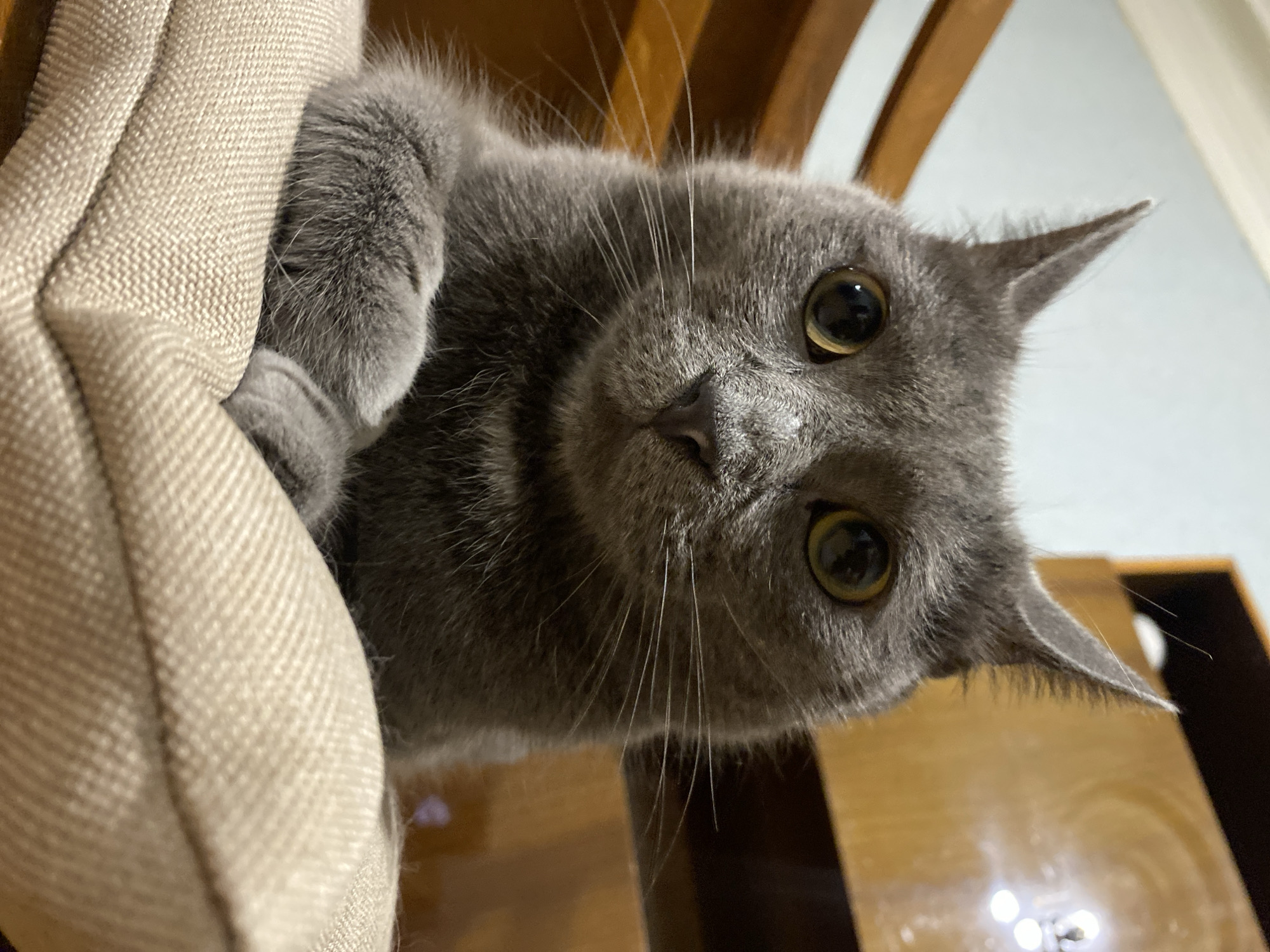 An extreme close-up shot captures a medium-sized gray cat with bright yellow eyes looking directly at the camera. The cat is positioned in the foreground, resting its front paws on a light beige, textured cushion. The background is slightly blurred, showing wooden furniture with a warm, polished finish. The lighting is soft, highlighting the cat's fur and the texture of the cushion. The image appears to be taken indoors.