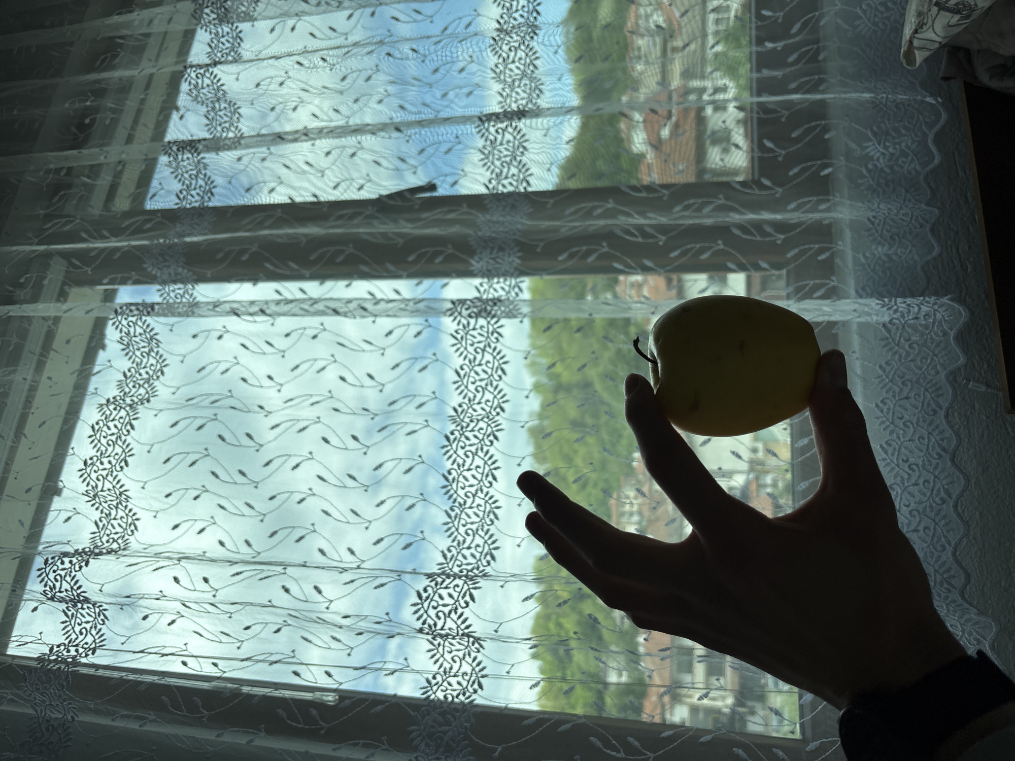 A person's hand holds a yellow apple in front of a window. The window has a sheer white curtain with a floral pattern. Outside the window, the view is of a cityscape, possibly in Zlatograd, Bulgaria, with buildings and greenery visible. The sky is partly cloudy. The hand is in silhouette, and the light is coming from behind the window. The curtains are layered.