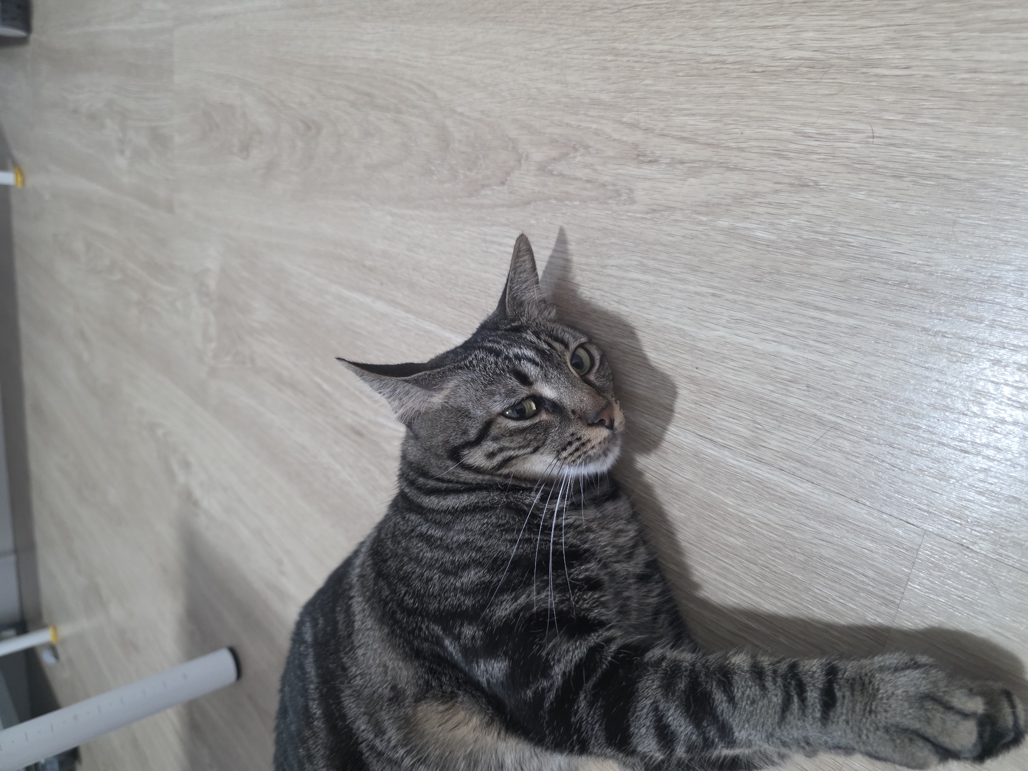 A tabby cat is lying on a wooden floor. The cat is dark gray with black stripes. Its eyes are green and it is looking to the left. The cat's paws are visible. The floor is light brown and has a wood grain pattern. In the background, a white chair leg is visible. The scene appears to be indoors, possibly in a residential setting. There is no indication of the location being in Málaga, Spain.