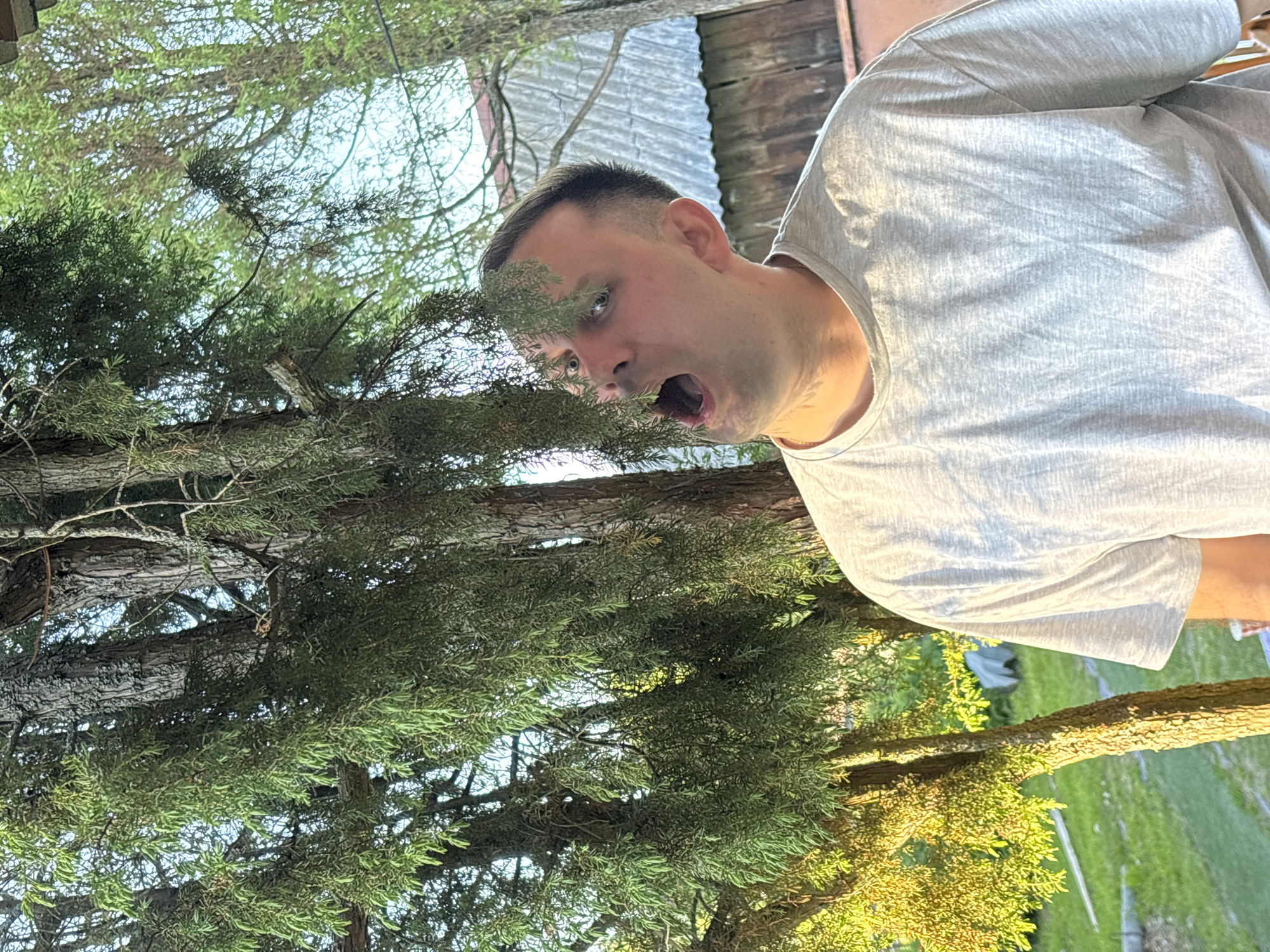 An adult male, fair-skinned with short, dark, faded hair, is depicted outdoors in Rozhdestveno, Russia. He wears a light grey, round-neck t-shirt and a thin chain. His head is tilted upwards and to the right (viewer's left), with his mouth wide open, revealing the oral cavity. His blue eyes are visible, and a cluster of green, needle-like leaves from an overhead branch partially obscures his forehead above the right eye. The immediate background is dominated by dense foliage and trunks of several large coniferous trees, casting varied green hues. Sunlight illuminates parts of the foliage with a warm, golden glow, particularly on the lower left, and highlights the man's neck and shoulder. Through gaps in the tree canopy, patches of light blue sky are visible. To the upper right, behind the trees, a rustic structure with weathered wooden siding and a grey, possibly corrugated metal roof is present, suggesting a building or shed in a semi-rural setting. Green grass is visible in the lower-left background.