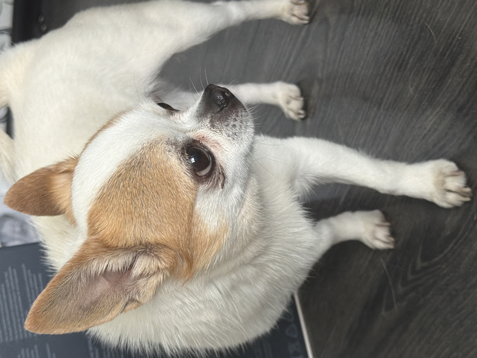 The image shows a close-up, overhead view of a small, white and tan dog lying on a dark, wood-grain floor. The dog's head is the primary focus, tilted upwards and to the right, looking off-camera. Its fur is short and smooth, with tan markings on its head, ears, and around its eyes, contrasting with its white body and legs. The dog has large, dark eyes, a black nose, and prominent, light brown ears. Its body is stretched out, with its front and back legs visible, some resting on the floor. The lighting appears to be artificial, casting soft shadows. The overall impression is of a calm, perhaps curious, pet at rest. No text is visible in the image.