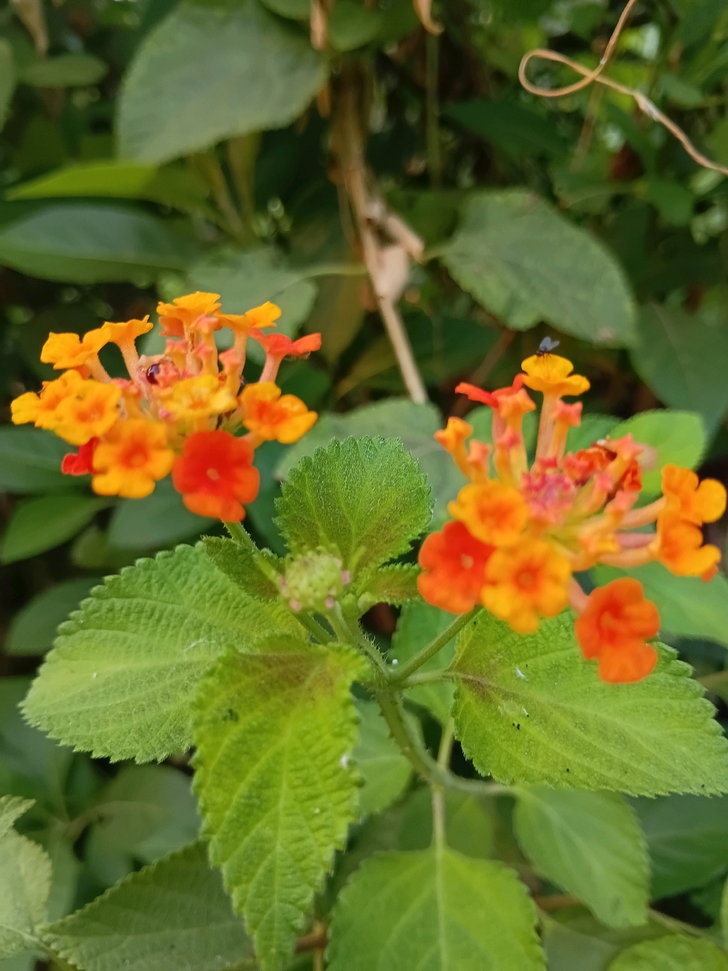 In the city of Cikal, Indonesia, a close-up, high-angle shot captures two clusters of Lantana flowers with vibrant orange and yellow hues. The flowers are in focus, with their petals detailed and textured. In the upper right portion of the frame, a tiny fly is perched on one of the yellow blossoms. The background consists of blurred green leaves, creating a soft bokeh effect that emphasizes the flowers. The overall scene is one of natural beauty, with the focus on the delicate details of the flora.