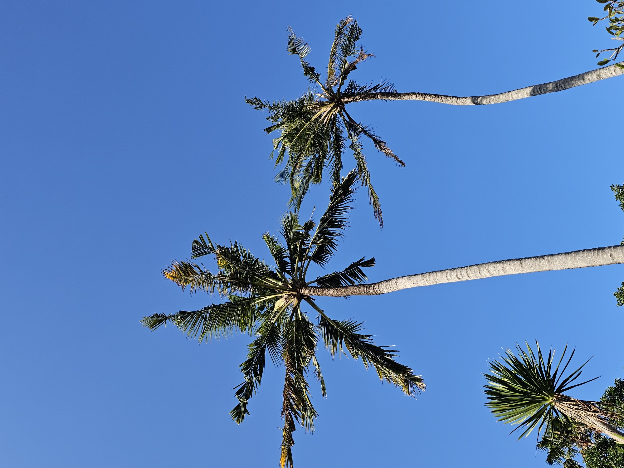 The image shows two tall coconut palm trees against a clear blue sky. The tree on the left is closer and its fronds spread out widely. The tree on the right is slightly further away and appears a bit thinner. In the lower left corner, the top of another plant, possibly a dracaena, with spiky green leaves is visible. The scene is likely outdoors in a tropical environment, consistent with the city of Denpasar, Indonesia, where coconut palms are common. The lighting suggests it is daytime, likely with bright sunlight given the shadows and the clear sky. There are no people or animals visible in the frame.