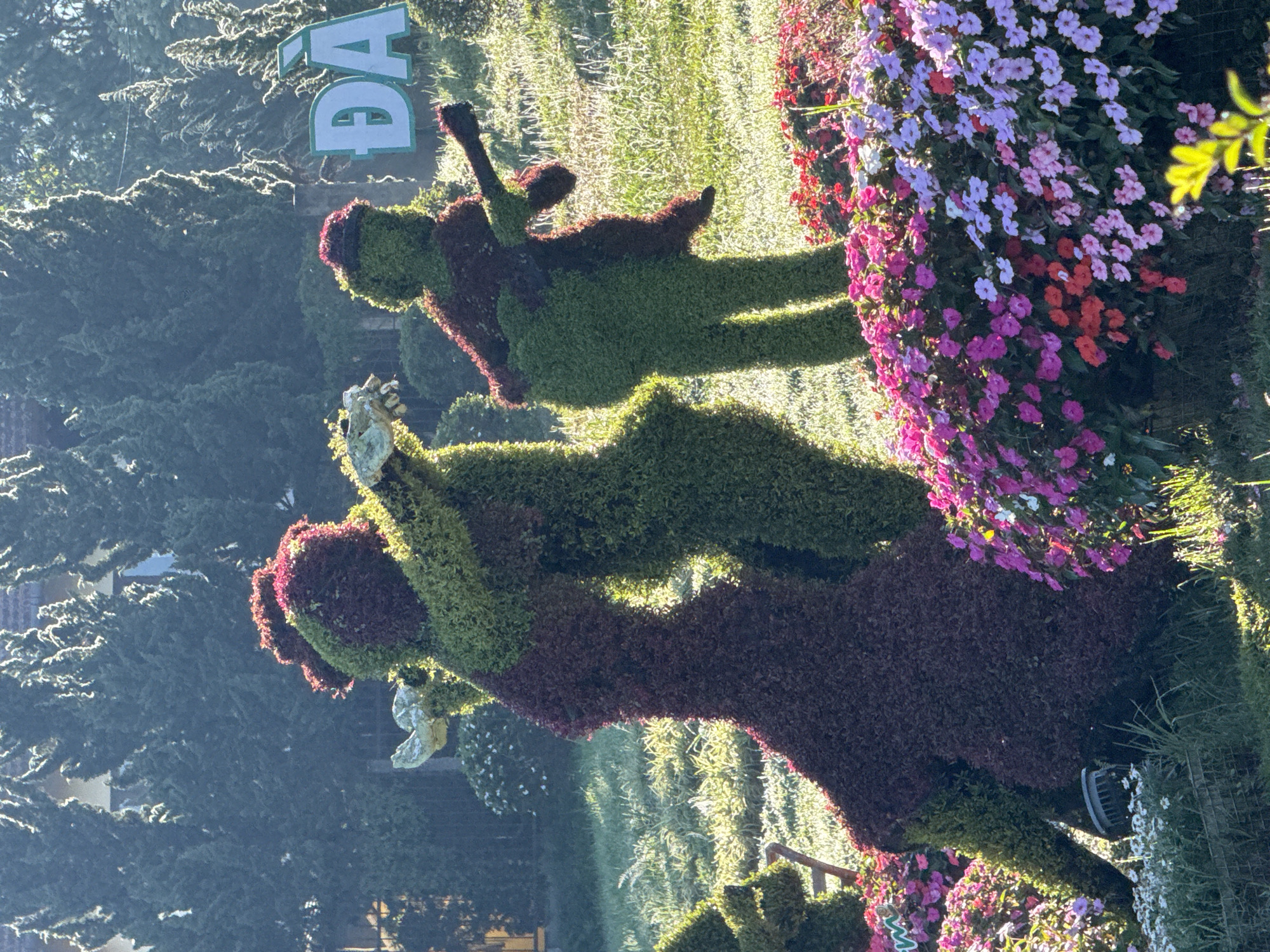 This is a photograph of a topiary display in Da Lat, Vietnam, depicting a group of figures sculpted from greenery and foliage. In the foreground, a large topiary of a woman in a flowing gown, made of dark red and green plants, stands prominently. To her right, a topiary of a man playing a guitar, also constructed from green and red foliage, is positioned. Behind them, another figure, possibly a second man, is partially visible. The topiary figures are surrounded by a vibrant bed of colorful flowers, predominantly pink, purple, and red impatiens, with some white flowers interspersed. The background features tall, dark green evergreen trees, characteristic of the mountainous terrain of Da Lat. A sign with white letters on a blue background, reading "ĐÀ LẠT", is visible in the middle ground, indicating the city's name. The scene is illuminated by natural sunlight, casting gentle shadows and highlighting the textures of the plants and flowers. The overall impression is of an artistic and horticultural display in a park or garden setting.