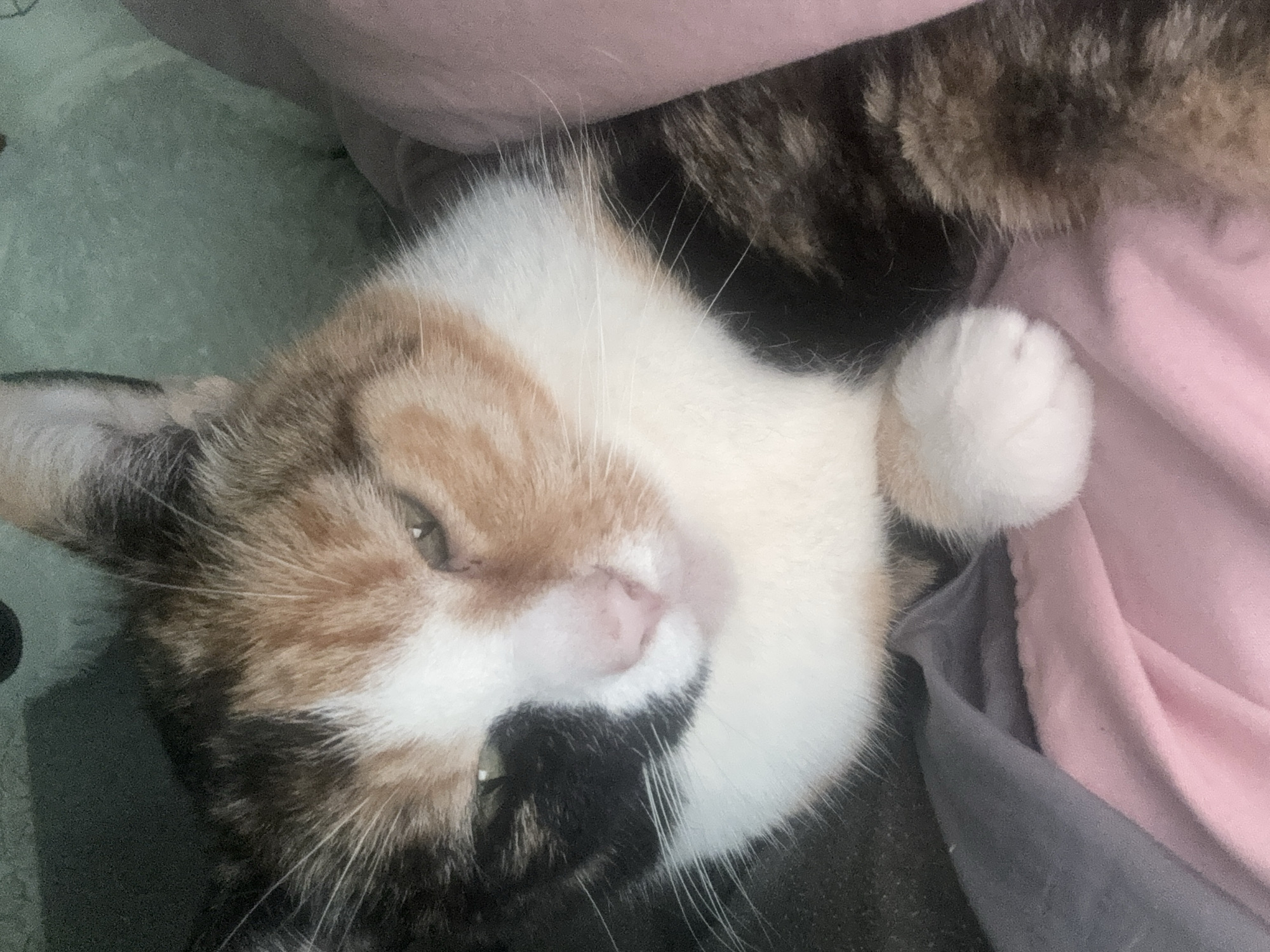 A close-up, rotated shot captures a calico cat lying on soft furnishings, looking towards the camera with a relaxed expression. The cat's head is positioned towards the left of the frame, with its body extending diagonally towards the right. Its fur features distinct patches of white, orange-ginger, and black/dark brown.
The cat's face is prominent, showing one visible eye that appears green or hazel. Its nose is a soft pink, and numerous long white whiskers extend from its snout. A black patch of fur covers part of its chin and mouth area. One white paw is visible on the right side of the frame, curled up and resting on a light pink fabric.
The background consists of several soft fabrics. A light pink fabric occupies a significant portion of the right side and upper right. Below it, a darker grey fabric is visible. In the upper left background, there's a mottled greenish-grey fabric, possibly a blanket or carpet. The overall setting suggests a comfortable indoor environment, likely a bed or couch, where the cat is relaxing. No text is visible in the image.