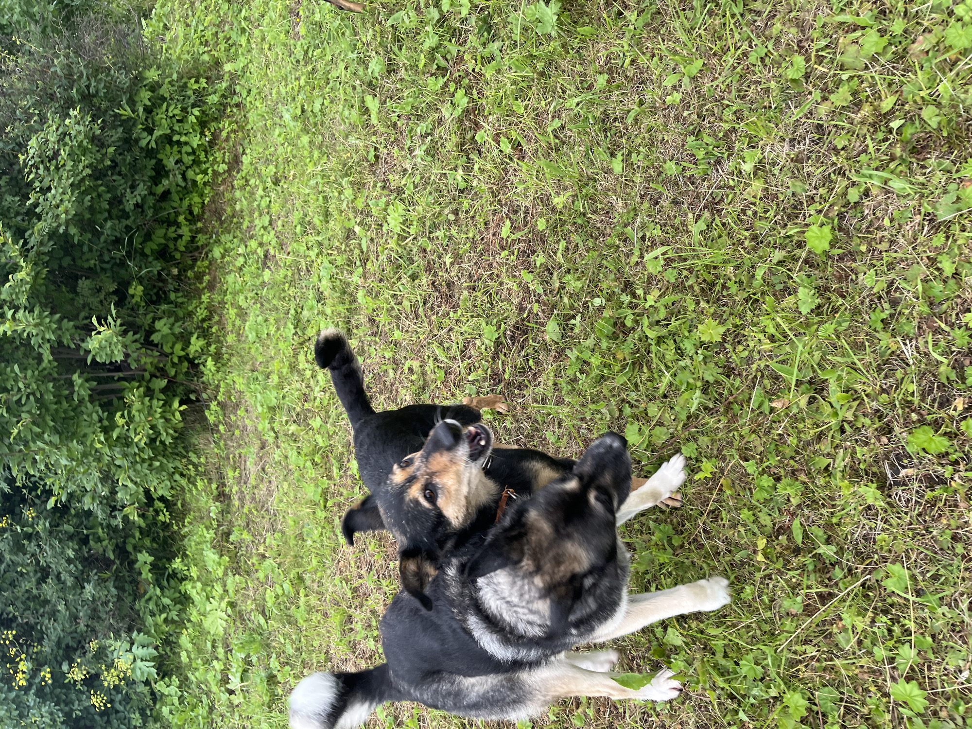 Two dogs, one predominantly black with tan markings and the other a mix of black, tan, and gray, are playfully interacting on a grassy area. The black and tan dog is on its back, looking upwards with its mouth open, appearing to bark or pant. The other dog, with more gray fur on its face, is positioned above, looking down. The scene suggests a moment of energetic play between the two animals.
The setting is outdoors, with lush green grass and some taller green foliage visible on the left side of the image. The ground is covered in a mix of grass and some dry leaves or twigs. The lighting suggests it is daytime, likely with overcast or diffused sunlight, as there are no harsh shadows. The location context of Nizhny Tagil, Russia, does not provide any specific visual cues within the image itself. There is no visible text in the image.
