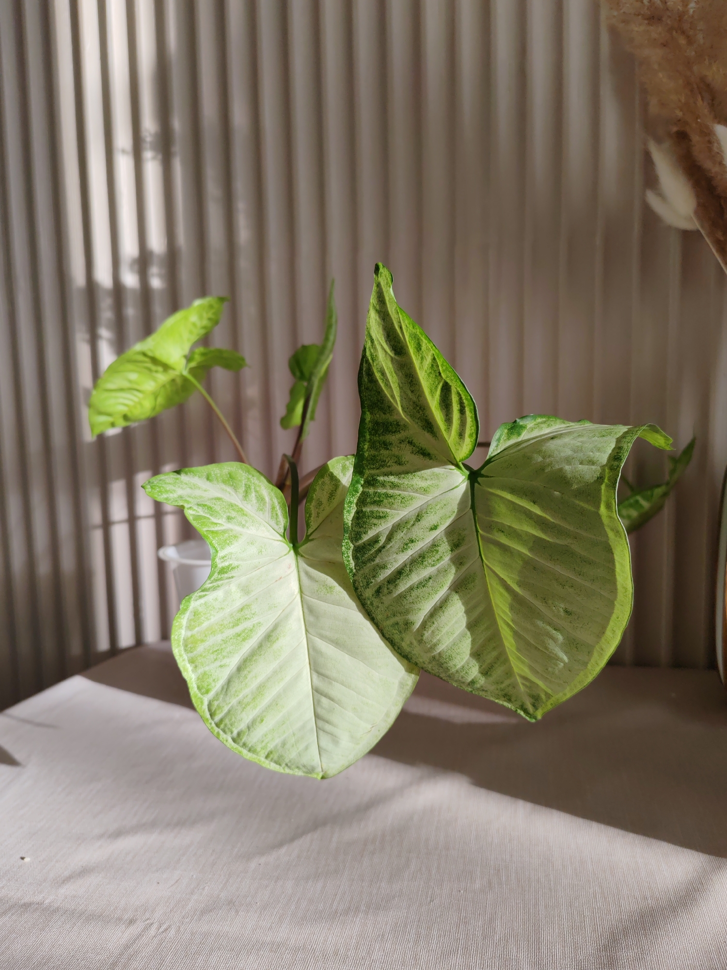 A close-up shot reveals a potted Syngonium plant, with its leaves exhibiting a spectrum of light and dark green variegation. The plant sits on a light beige surface, seemingly a table or countertop, casting shadows that indicate a light source from the left. Behind the plant, a textured, vertically-lined wall creates a neutral backdrop, partially obscured by sunlight. The setting is indeterminate, lacking context to place it in Ust-Ilimsk, Russia or any specific location.