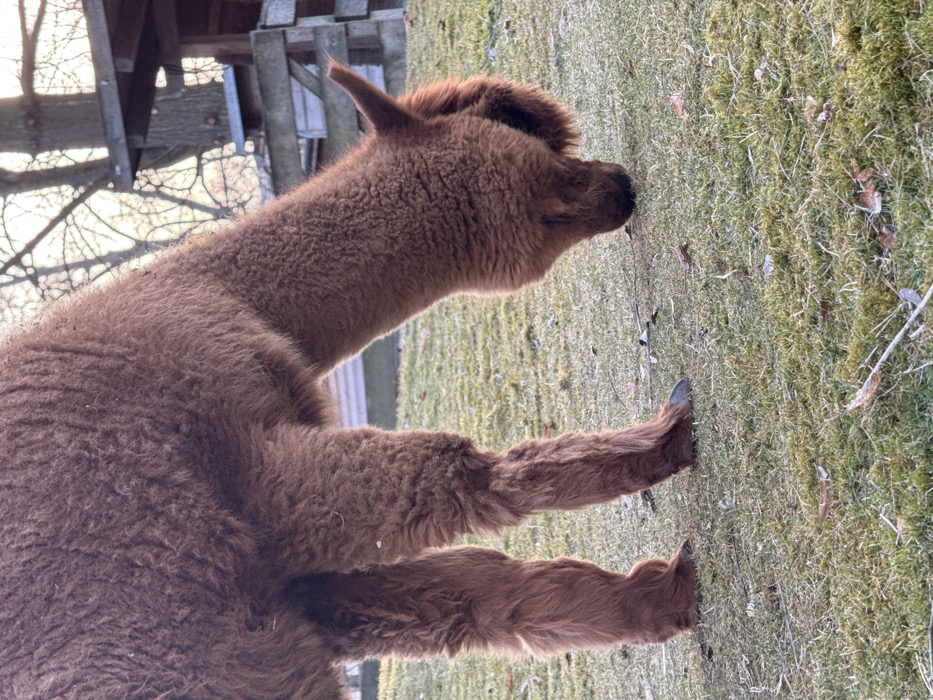 A reddish-brown alpaca is depicted grazing in a grassy enclosure, located in Berlin, Germany. The animal occupies the central and right portions of the frame, with its head lowered towards the ground, consuming short green grass interspersed with patches of moss and scattered brown leaves. Its body is covered in thick, matted reddish-brown fur. The alpaca's four legs are visible, terminating in dark hooves. In the background, a wooden fence and a wooden roof structure are partially visible on the right side. Bare, deciduous tree branches are silhouetted against a bright, pale sky, indicating an outdoor setting during daylight.