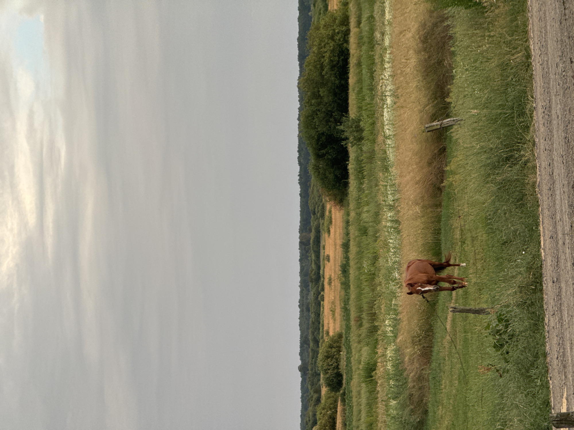 A brown horse with a white blaze on its face stands in a grassy field under a cloudy sky. The field is bordered by a fence and beyond that, more fields with tall dry grass and scattered green bushes. In the distance, a dense forest forms a dark line across the horizon. The ground in the foreground is a dusty dirt path. The scene is peaceful and rural, typical of the countryside near Chemerne, Ukraine.