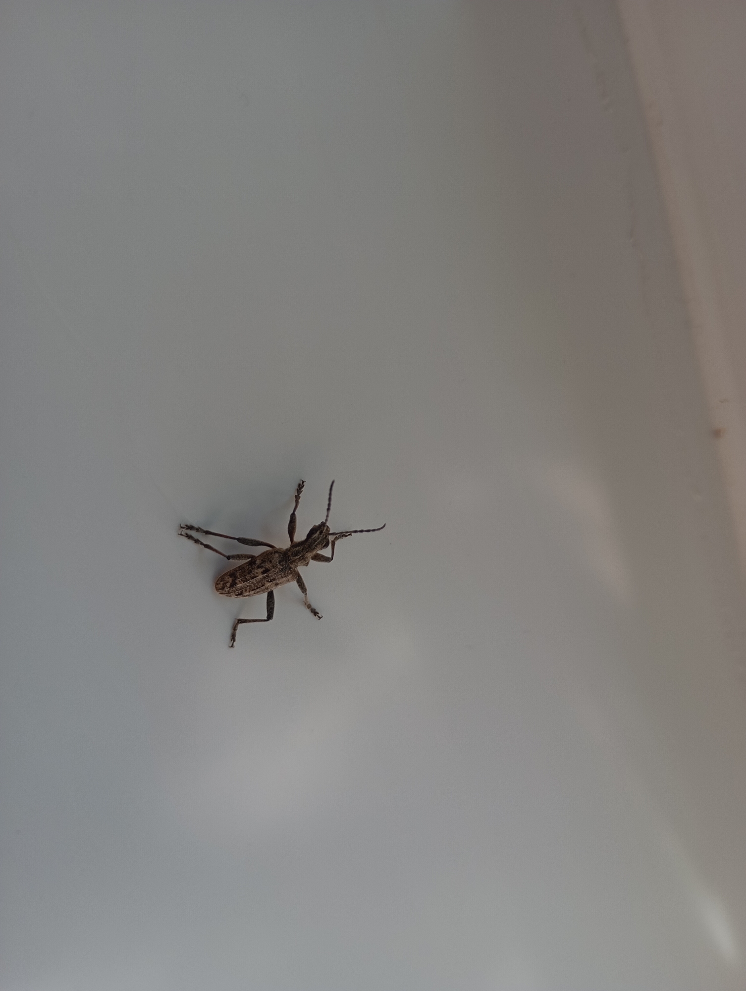 A brown and tan colored beetle, possibly a longhorn beetle, is on a smooth, light grey or white surface. The beetle is positioned in the lower left quadrant of the image.