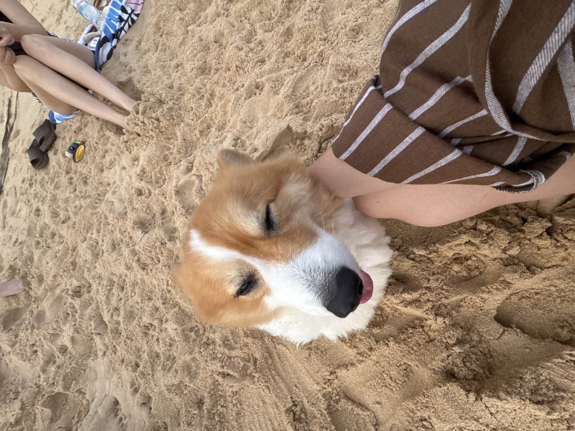 In Rawai, Thailand, a fluffy Corgi dog with white and ginger fur lies in the sandy beach, its eyes partially closed and its pink tongue visible. A person's hand, adorned with a brown and white striped sleeve, gently strokes the dog's head. The background reveals the sandy beach, with scattered flip-flops and a plastic bottle of water, suggesting a leisurely day at the shore.